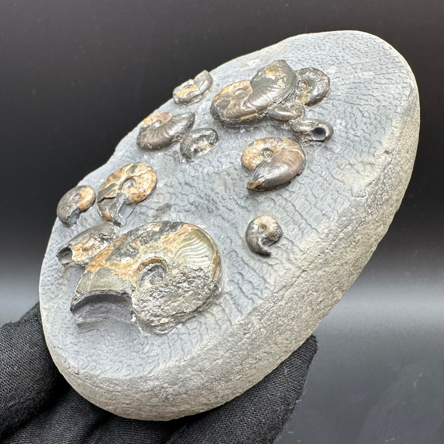 Eleganticeras Elegantulum ammonite fossil with box and stand - Whitby, North Yorkshire Jurassic Coast, Yorkshire Fossils
