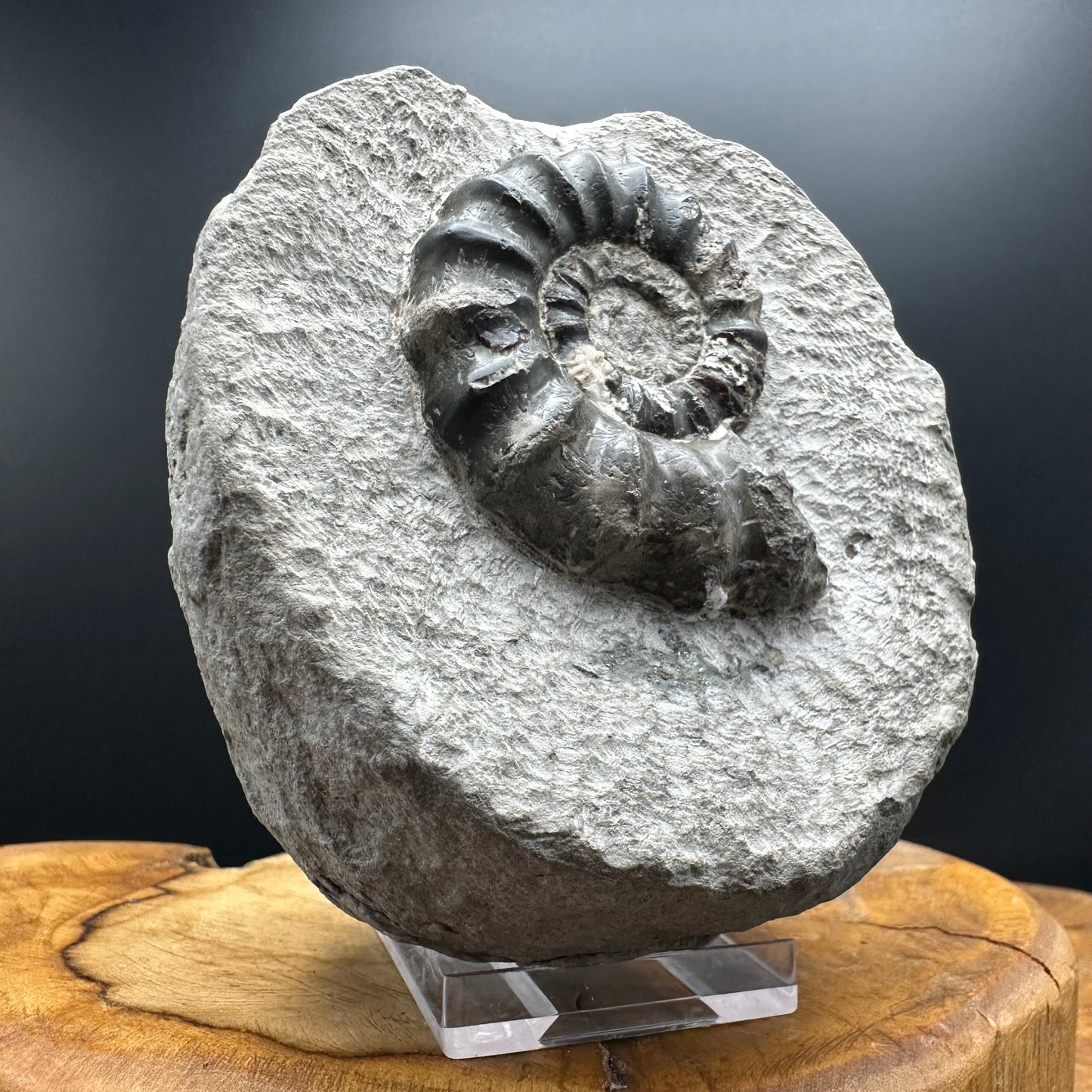 Androgynoceras maculatum ammonite fossil with box and stand - Whitby, North Yorkshire Jurassic Coast Yorkshire Fossils