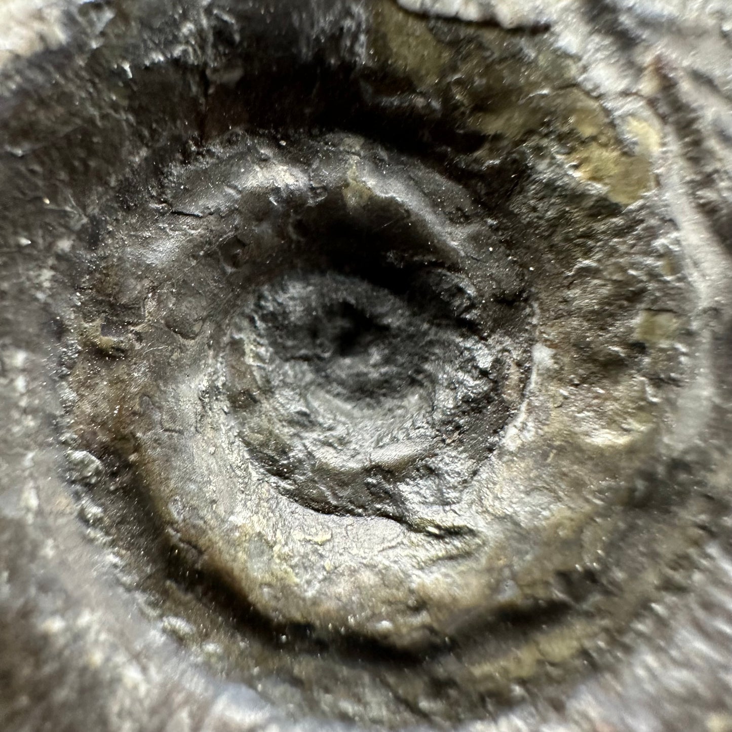 Hildoceras Bifrons Ammonite fossil with box and stand - Whitby, North Yorkshire Jurassic Coast, Yorkshire Fossils from the Jurassic Coast