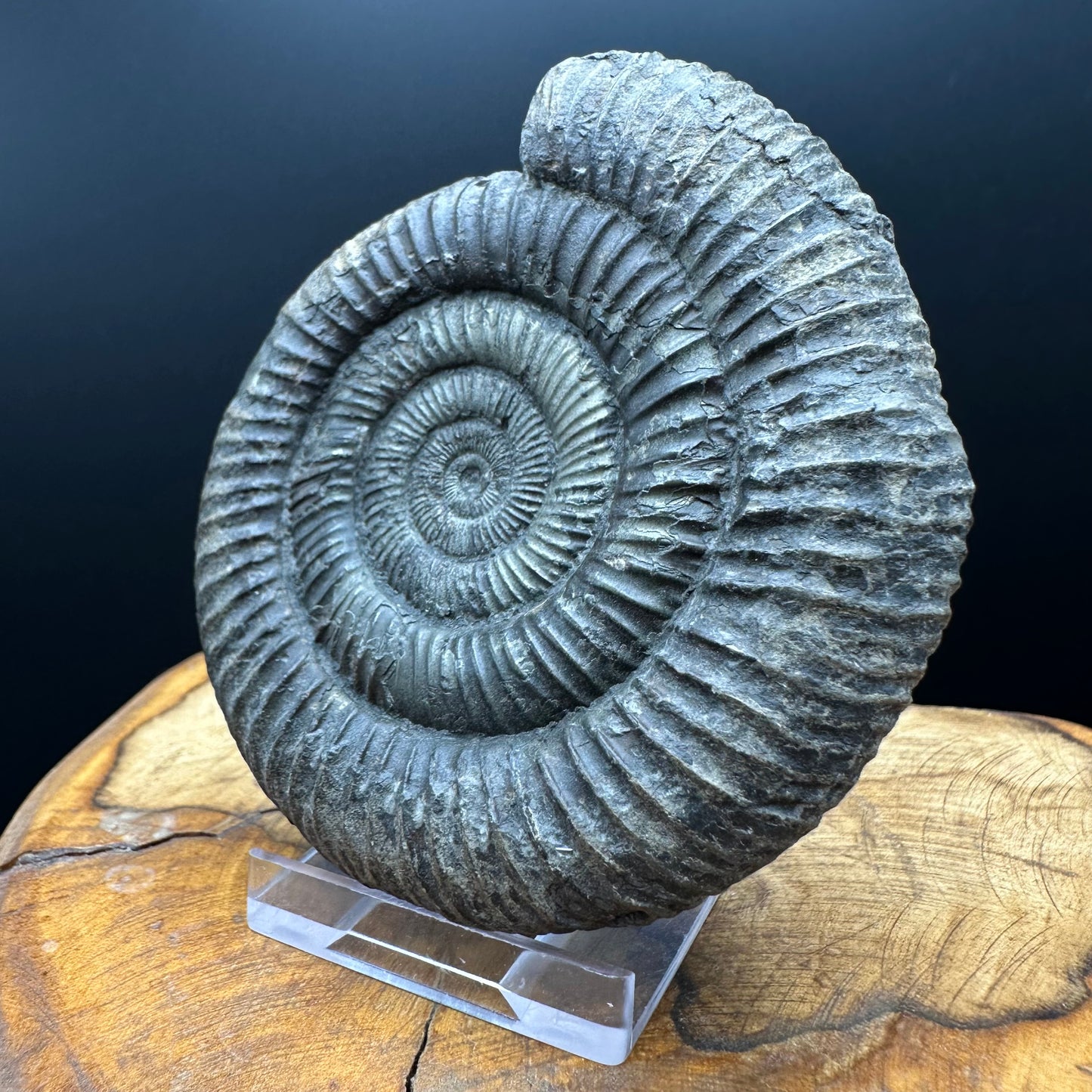 Dactylioceras Ammonite Fossil With box and Stand - Whitby, North Yorkshire Jurassic Coast Yorkshire Fossils
