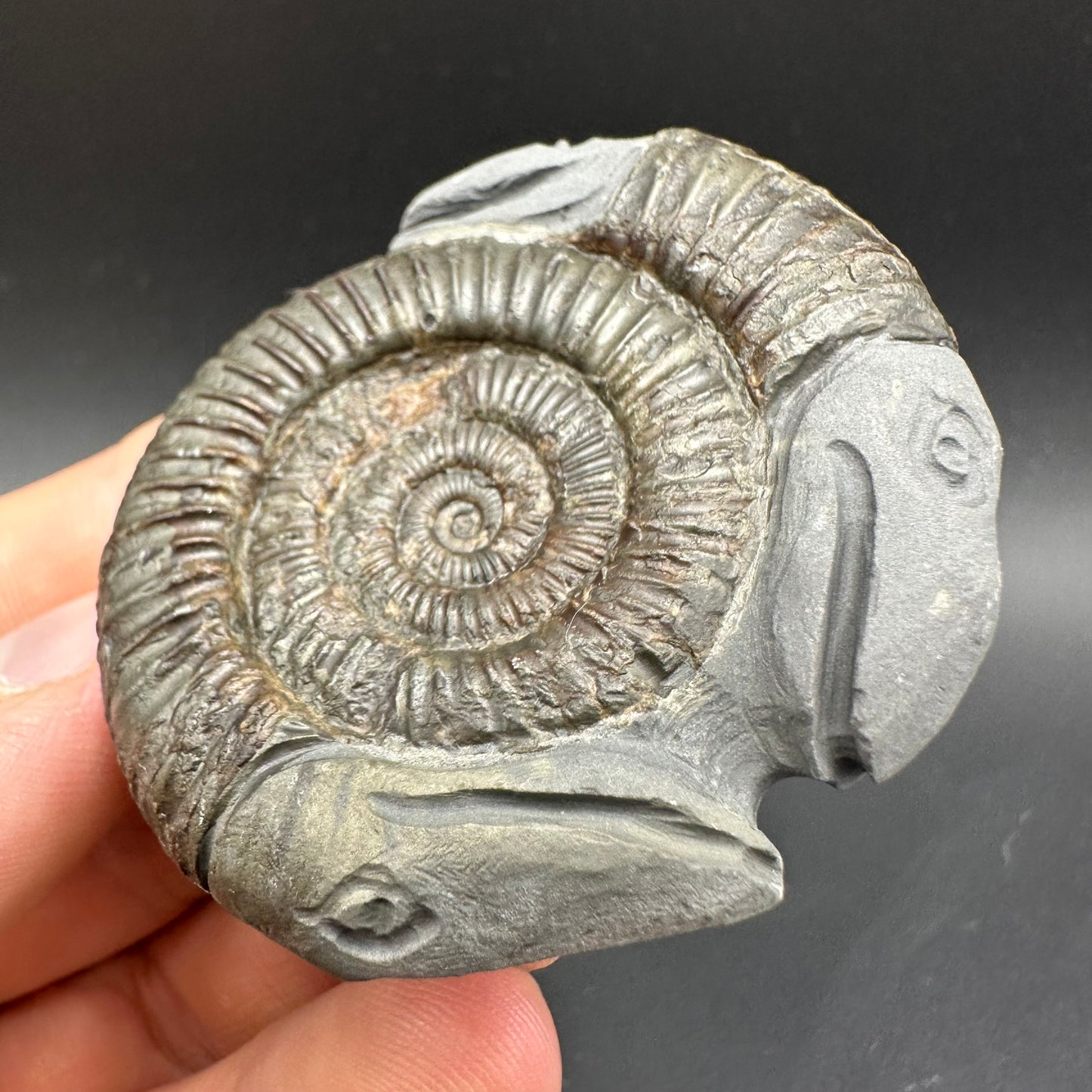 Hydra Snakestone Ammonite Fossil With Bag/Box And Stand - Whitby, North Yorkshire Jurassic Coast Yorkshire Fossils