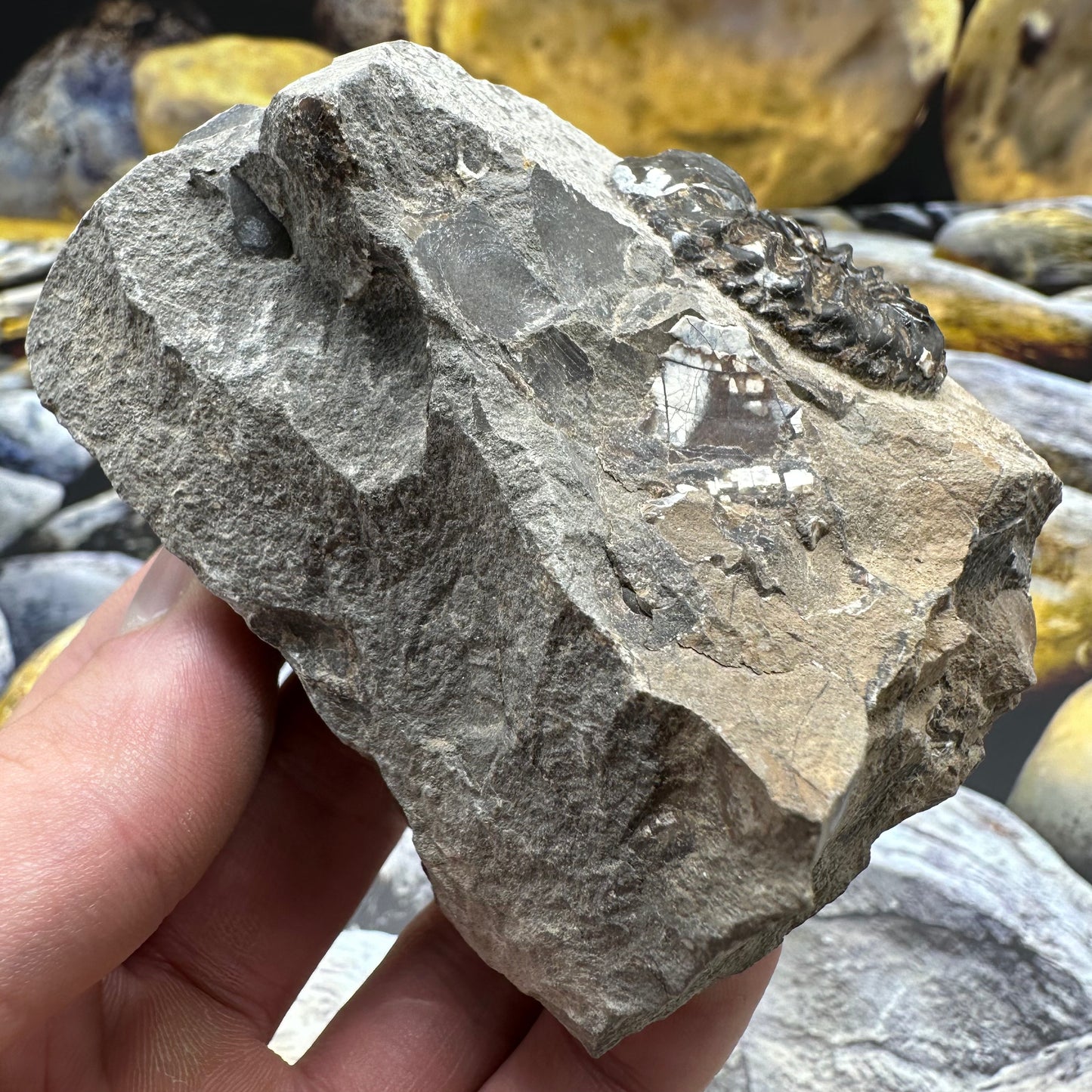 Amaltheus subnodosus ammonite fossil - Whitby, North Yorkshire Jurassic Coast, Yorkshire Fossils