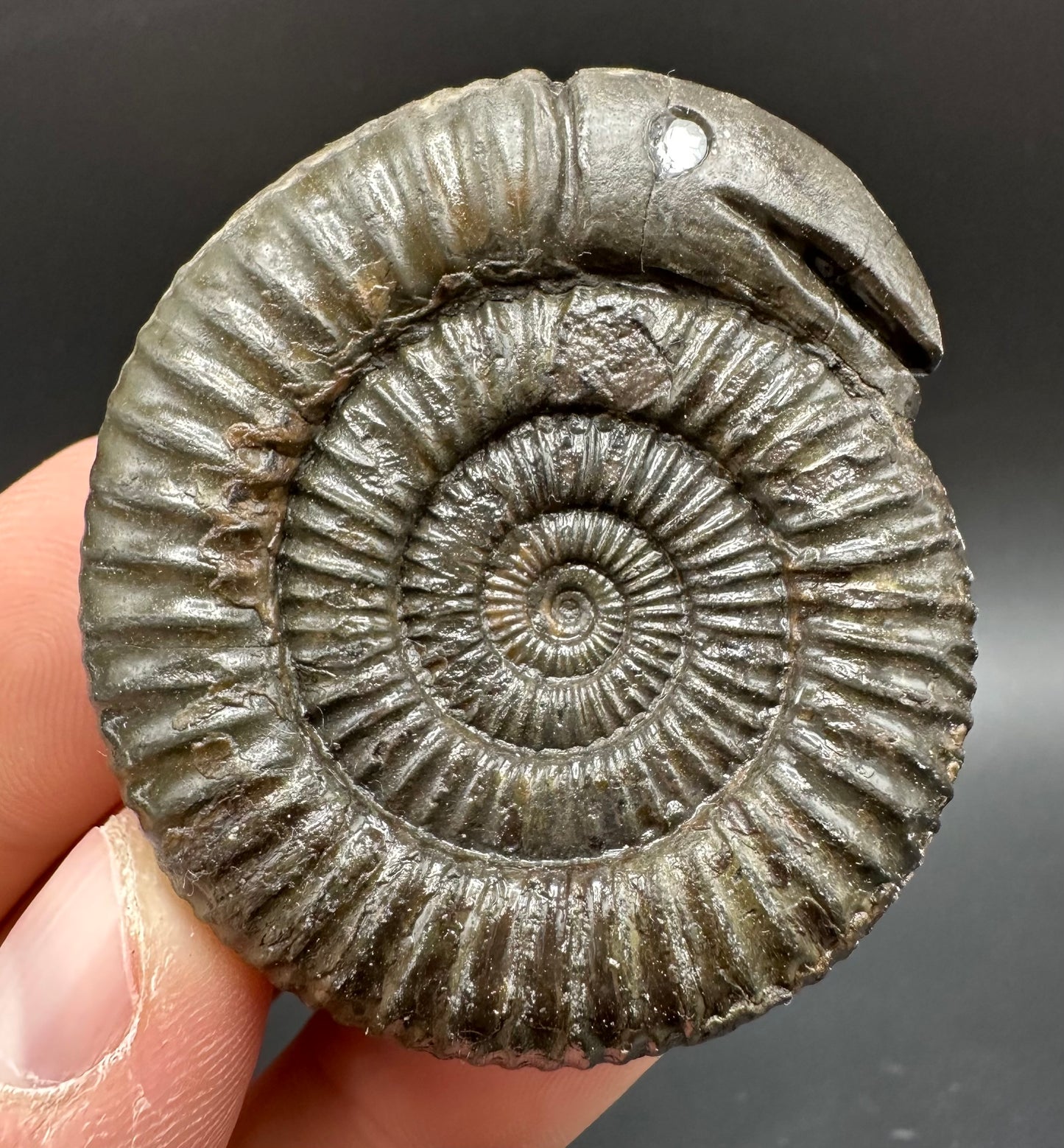 Snakestone Ammonite Fossil With Bag/Box And Stand - Whitby, North Yorkshire Jurassic Coast Yorkshire Fossils