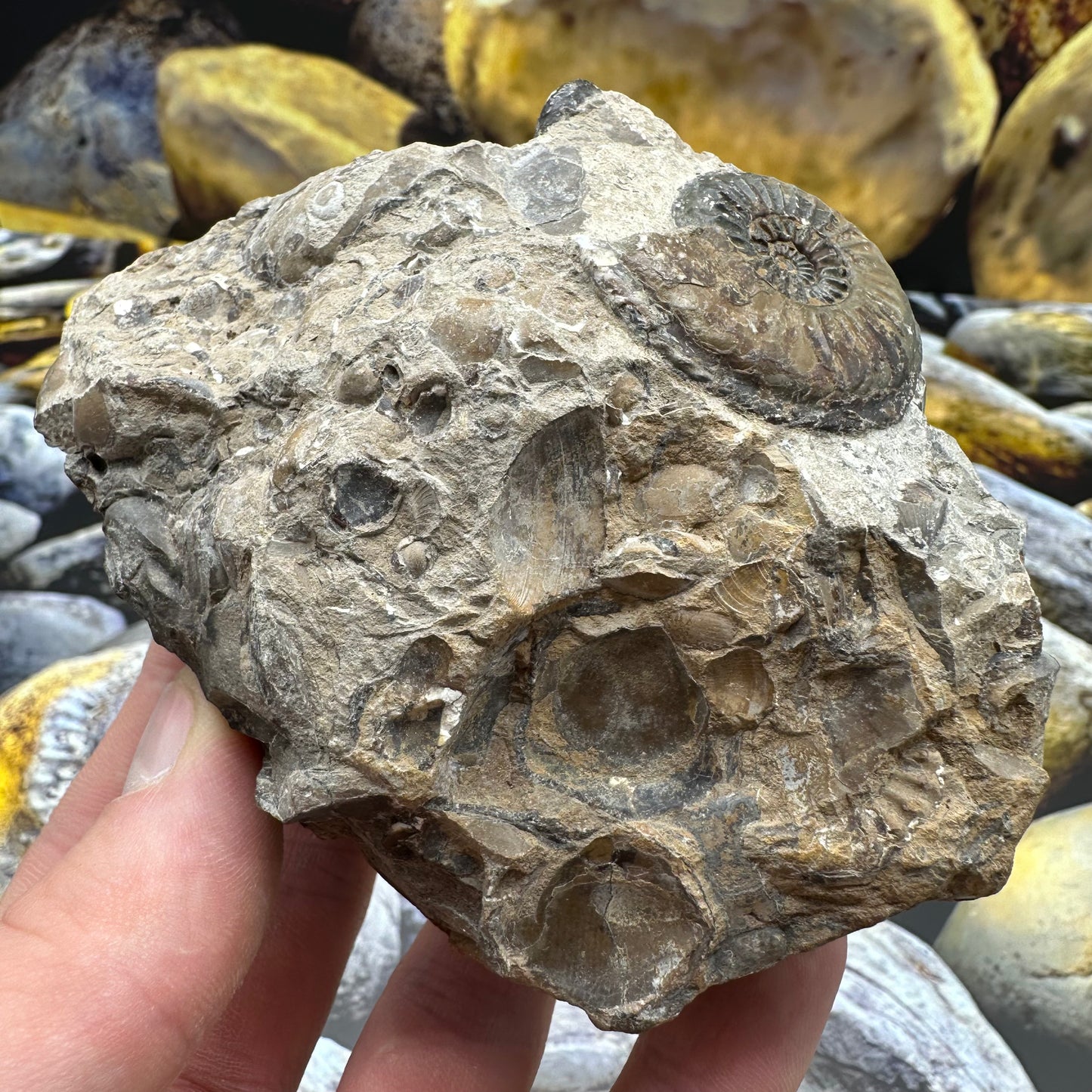 Amaltheus subnodosus ammonite fossil - Whitby, North Yorkshire