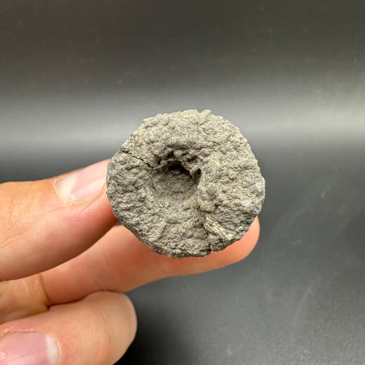 Belemnite (Fossil Squid) shell fossil - Whitby, North Yorkshire Jurassic Coast Yorkshire Fossils