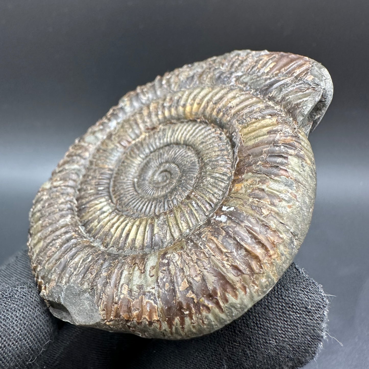 Dactylioceras Ammonite Fossil With Box And Stand - Whitby, North Yorkshire Jurassic Coast Yorkshire Fossils