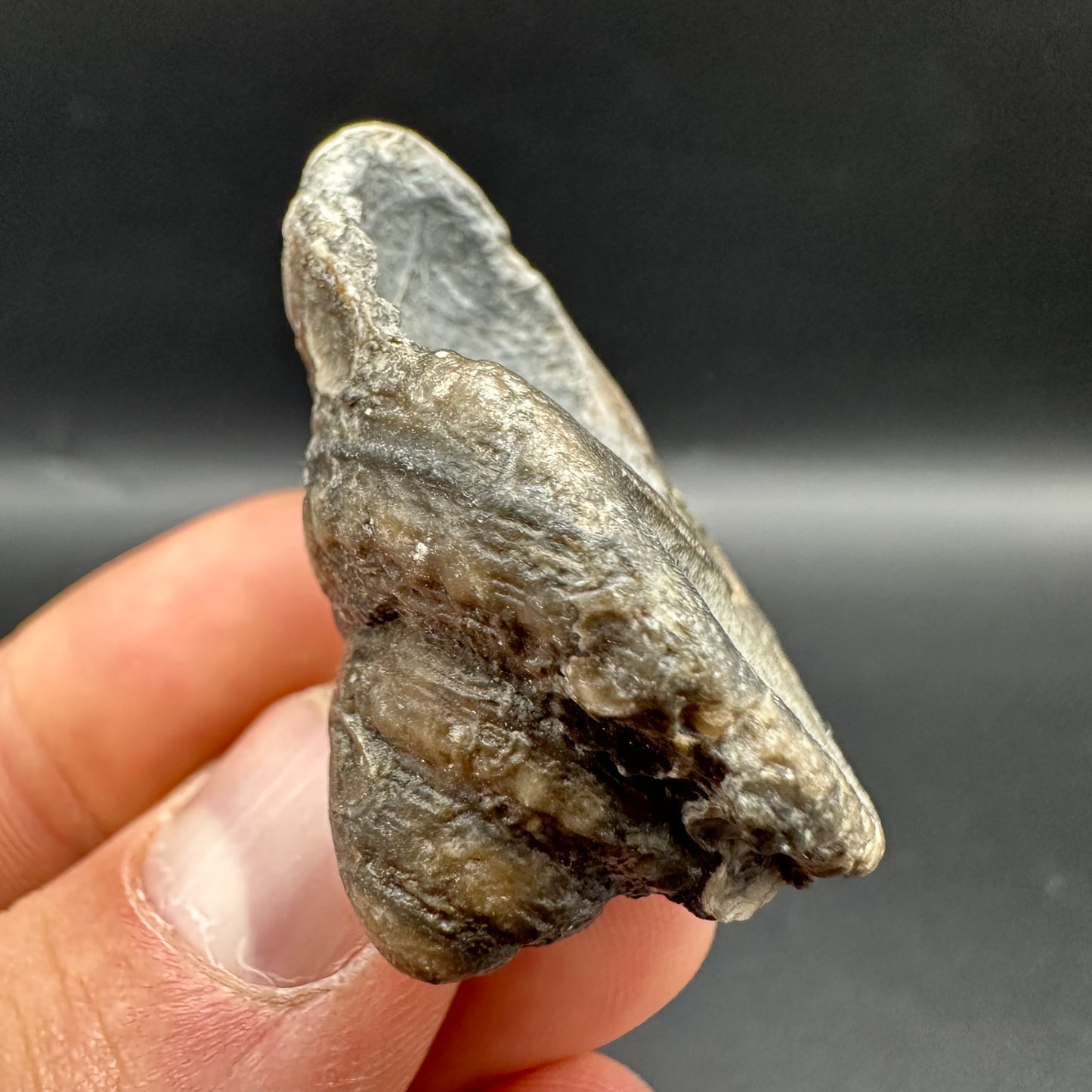 Gastropod Shell Fossil With Box And Stand - Whitby, North Yorkshire, Jurassic Coast, Yorkshire Fossils