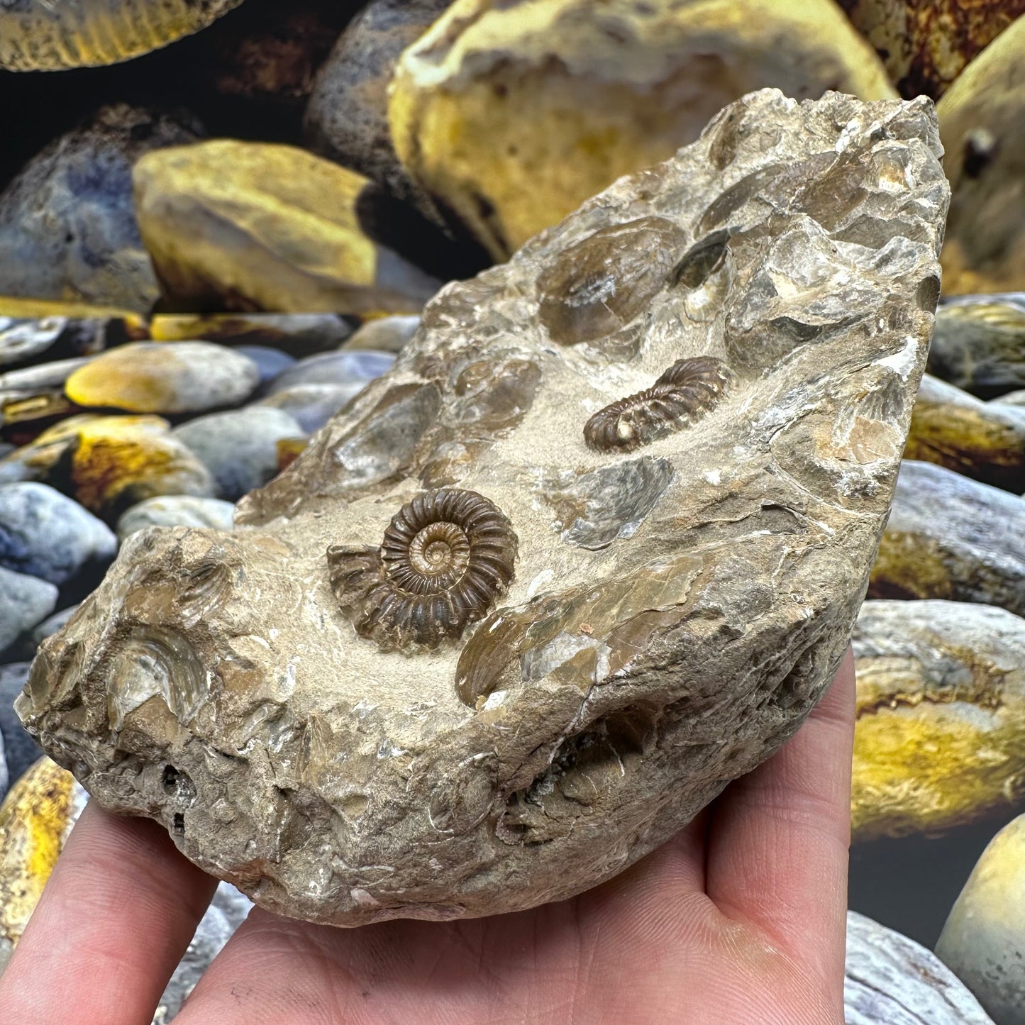 Androgynoceras Capricornus ammonite fossil - Whitby, North Yorkshire Jurassic Coast Yorkshire Fossils