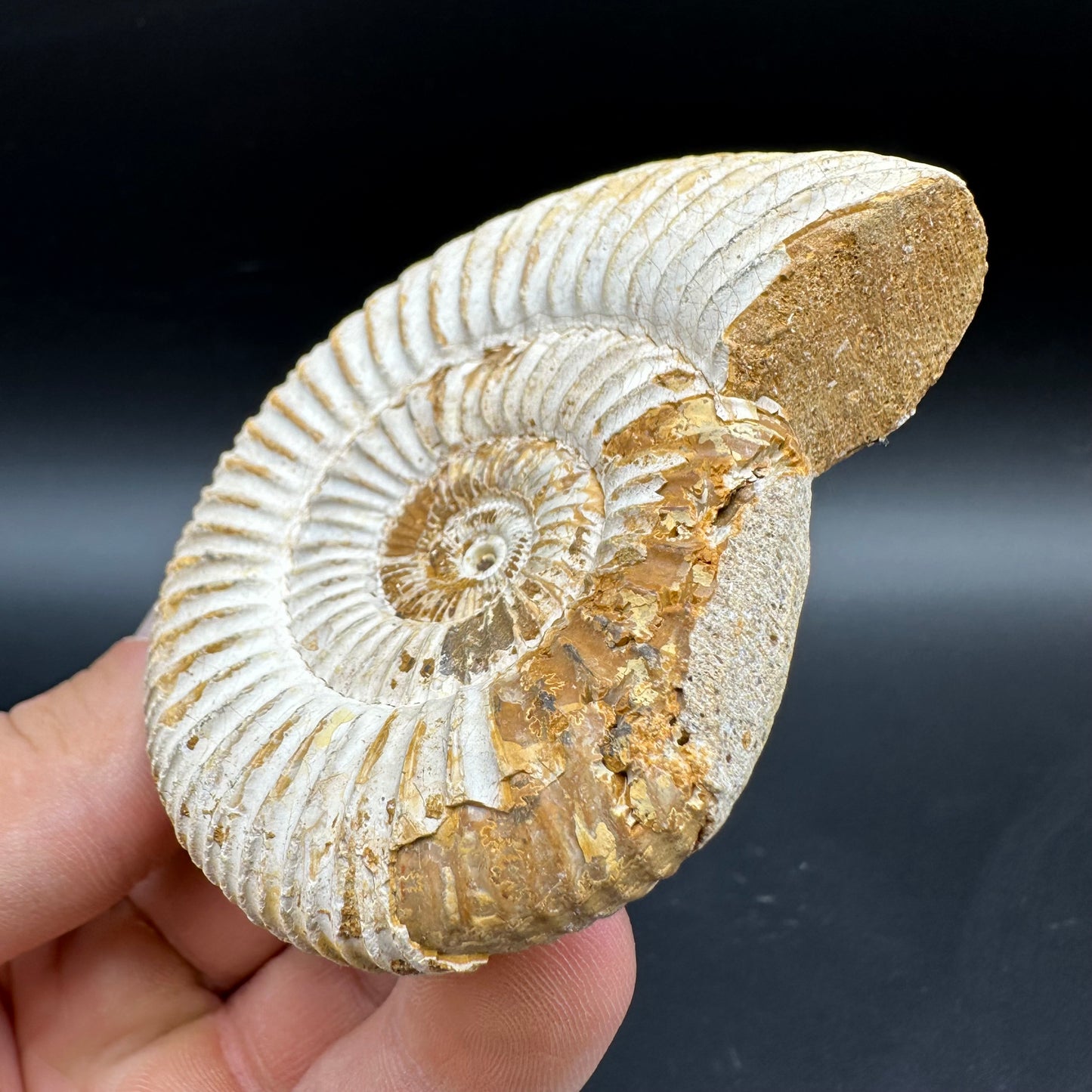 Dichotomosphinctes Ammonite Fossil With Box And Stand - Middle Jurassic Ammonite Madagascar