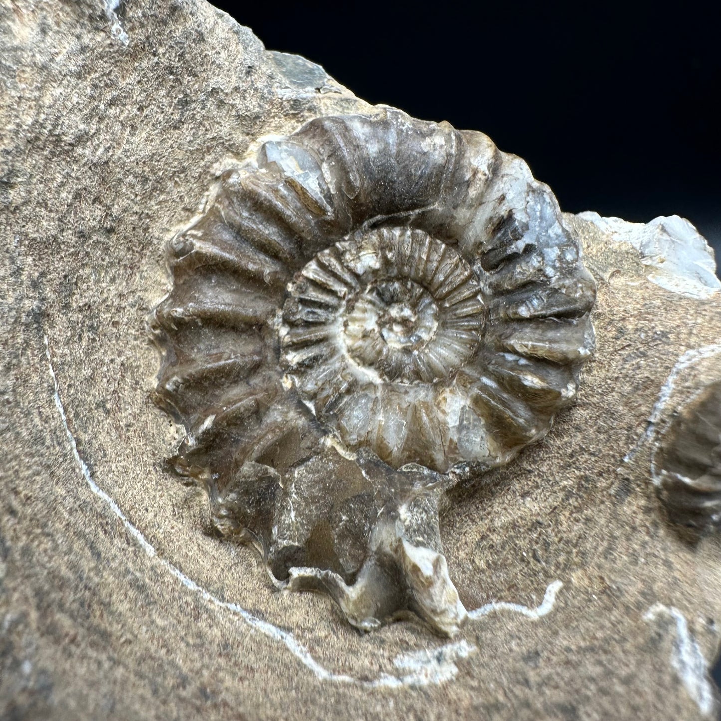 Androgynoceras capricornus Ammonite fossil with box and stand - Whitby, North Yorkshire Jurassic Coast Yorkshire Fossils