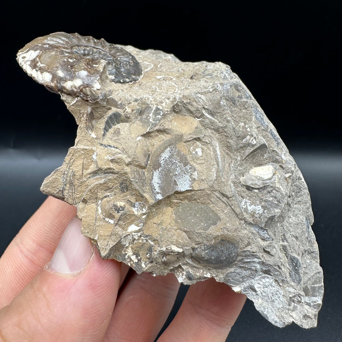 Amaltheus subnodosus Ammonite fossil with box and stand - Whitby, North Yorkshire Jurassic Coast Yorkshire Fossils