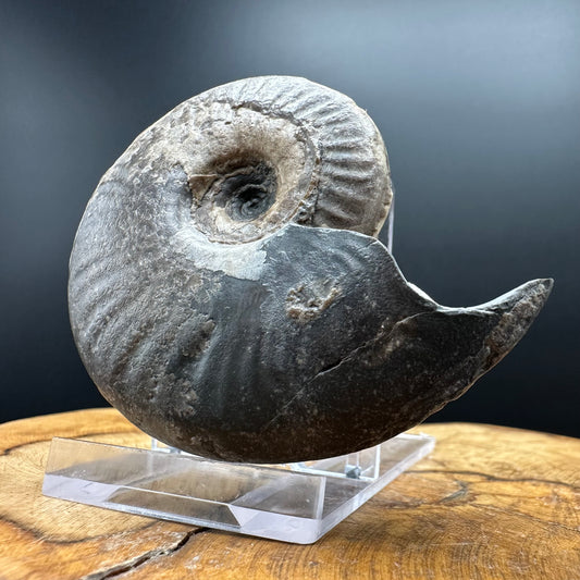 Eleganticeras Elegantulum ammonite fossil with box and stand - Whitby, North Yorkshire Jurassic Coast, Yorkshire Fossils