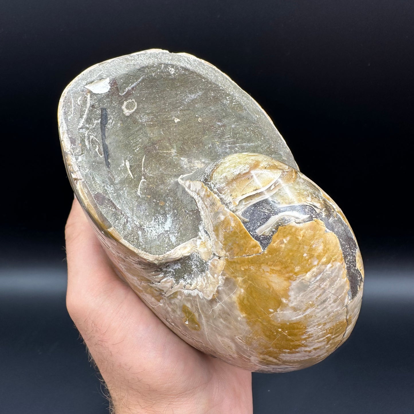 Cenoceras Nautilus Fossil With Stand - Middle Cretaceous Madagascar