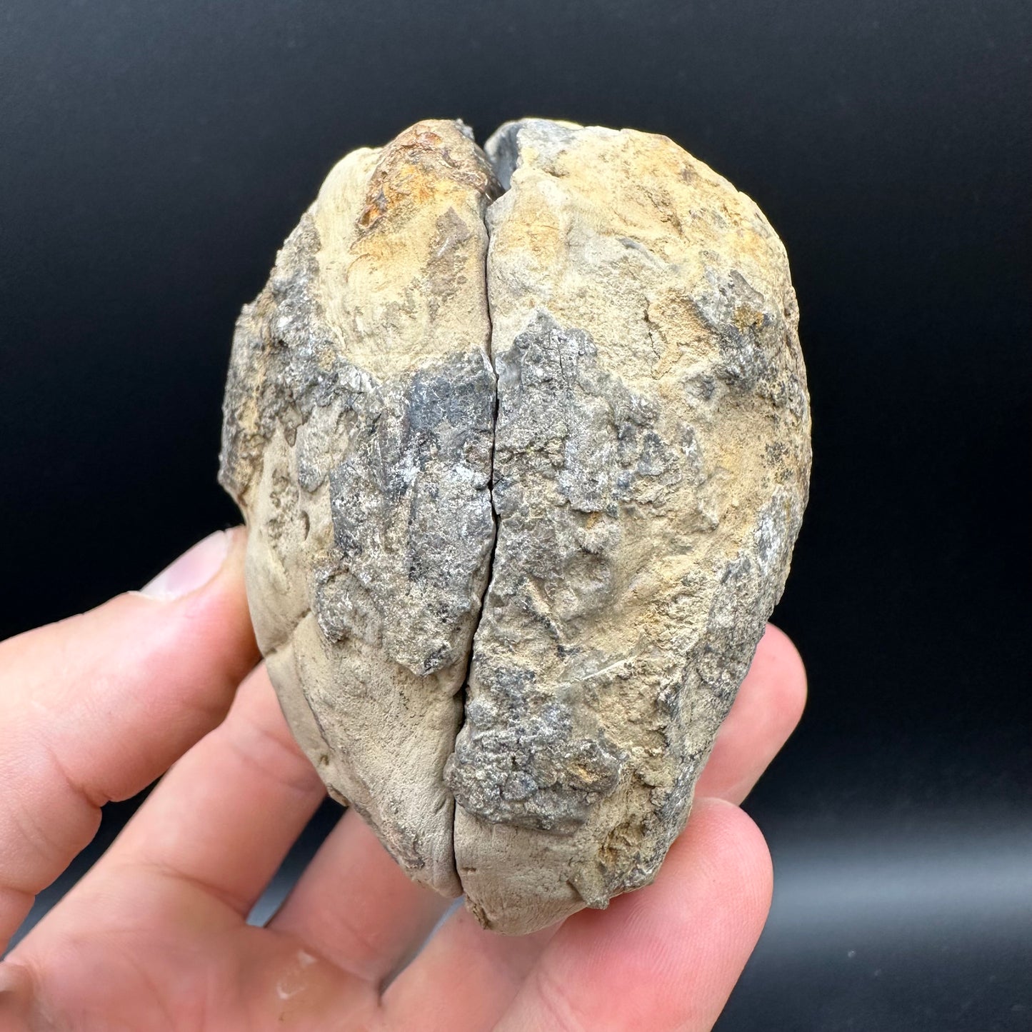 Dactylioceras Ammonite nodule (split pair) Fossil With Box And Stand - Whitby, North Yorkshire Jurassic Coast Yorkshire Fossils