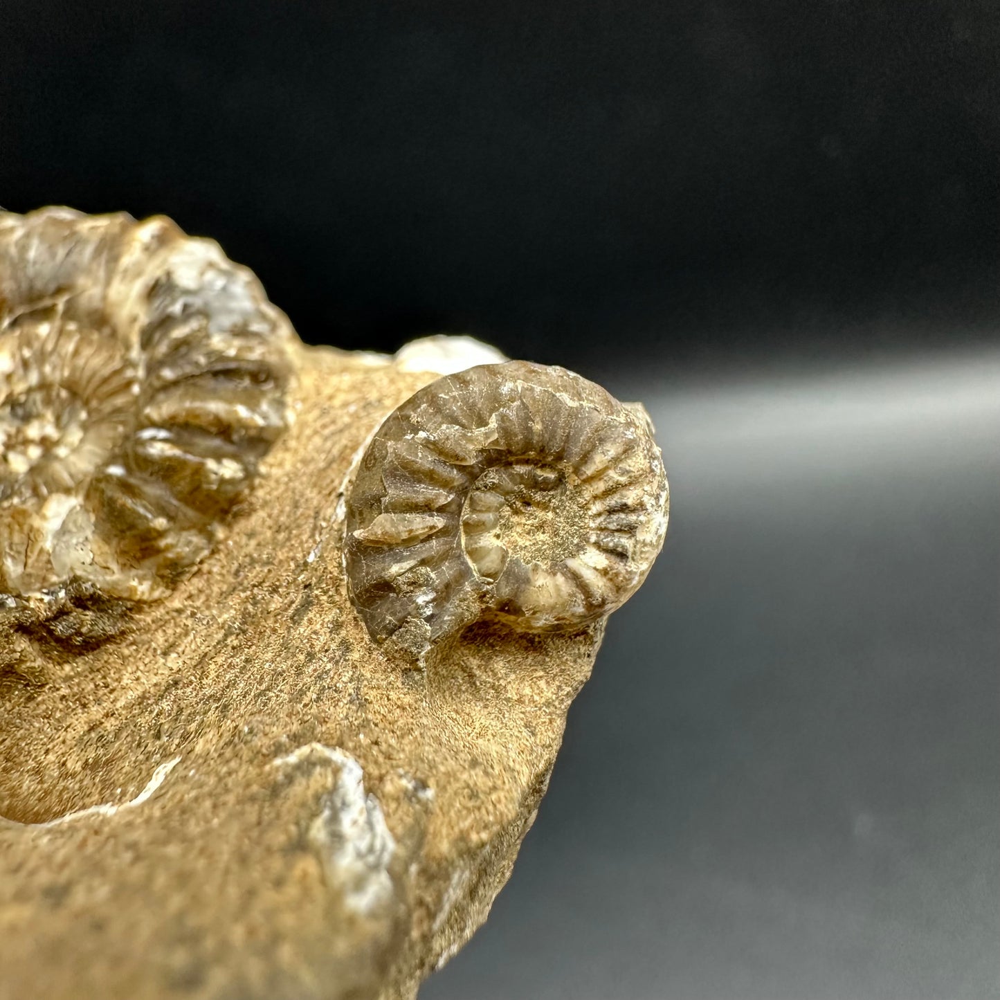 Androgynoceras capricornus Ammonite fossil with box and stand - Whitby, North Yorkshire Jurassic Coast Yorkshire Fossils