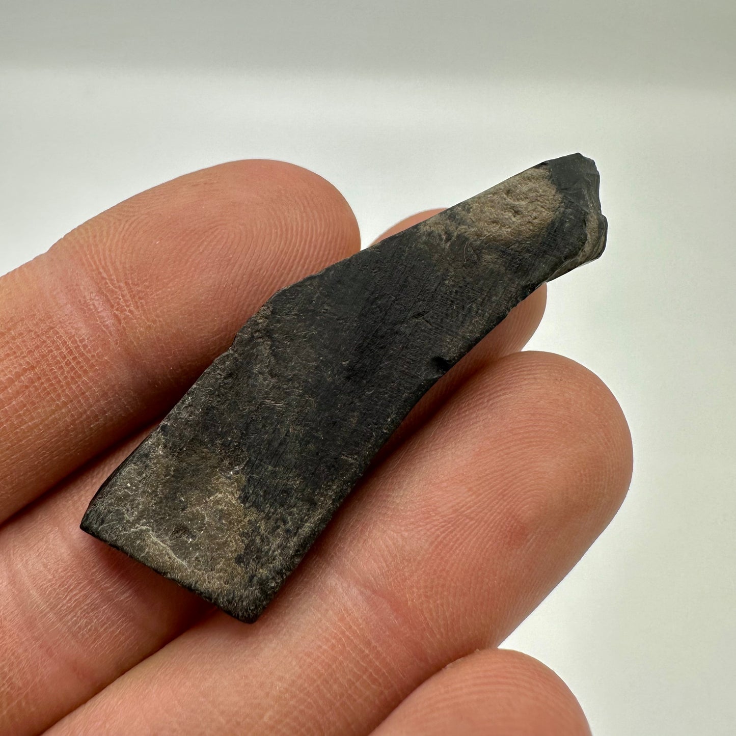 Whitby Jet Specimen (Fossil Wood) - Whitby, North Yorkshire, Jurassic Coast Yorkshire Fossils