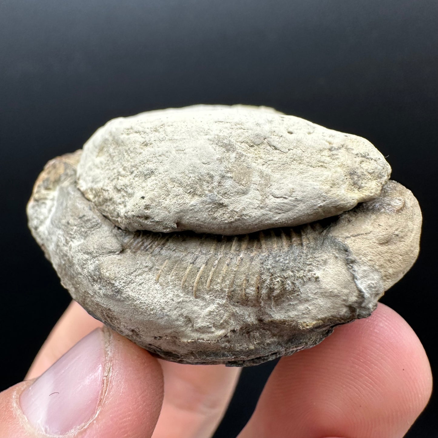 Dactylioceras Ammonite nodule (split pair) Fossil With Box And Stand - Whitby, North Yorkshire Jurassic Coast Yorkshire Fossils