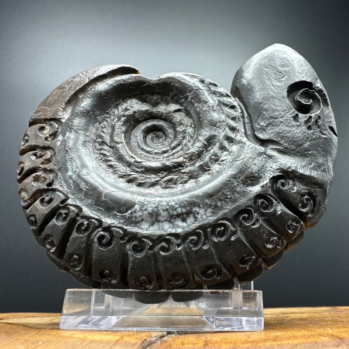 Snakestone Ammonite Fossil With Bag/Box And Stand - Whitby, North Yorkshire Jurassic Coast Yorkshire Fossils