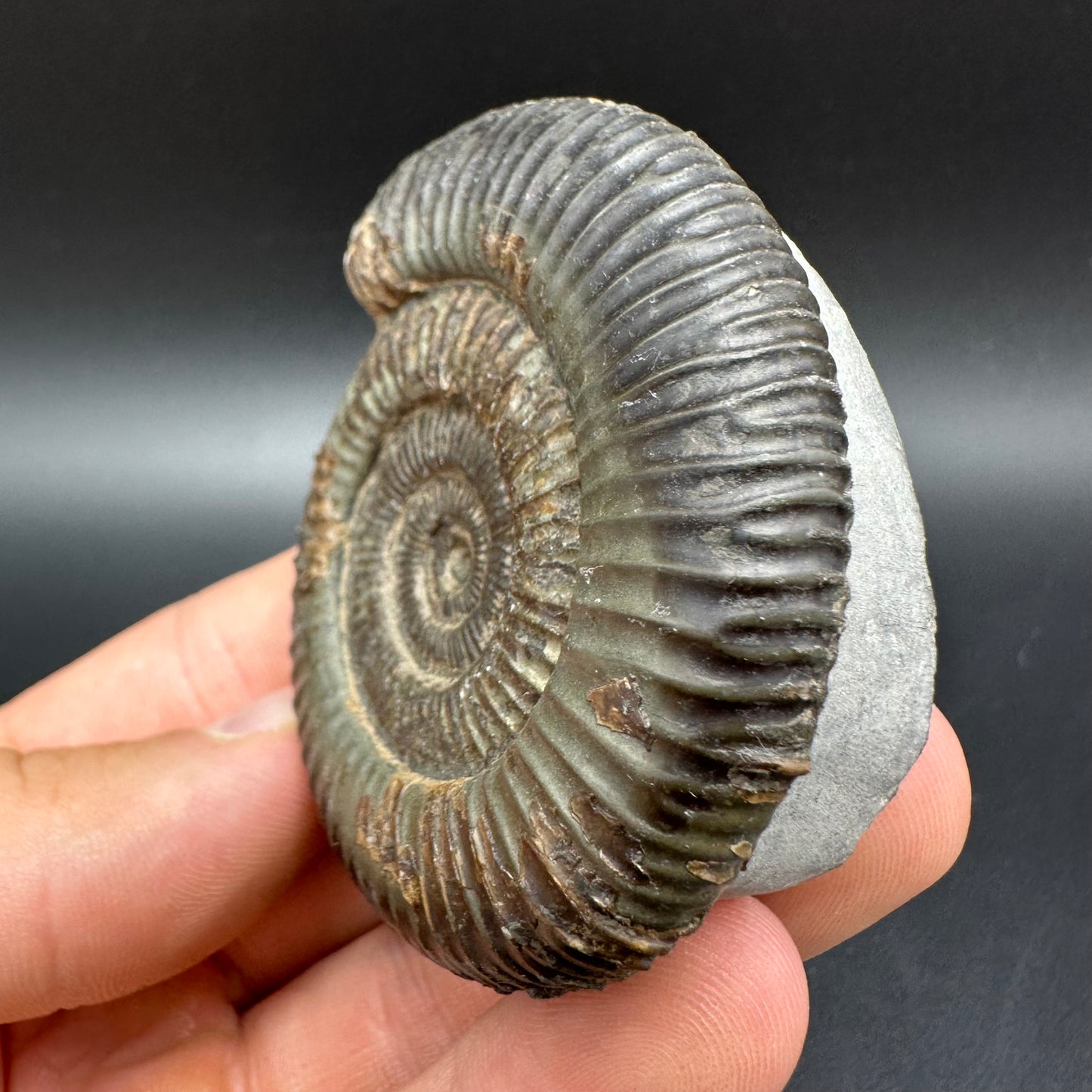 Dactylioceras Ammonite Fossil With Box And Stand - Whitby, North Yorkshire Jurassic Coast Yorkshire Fossils