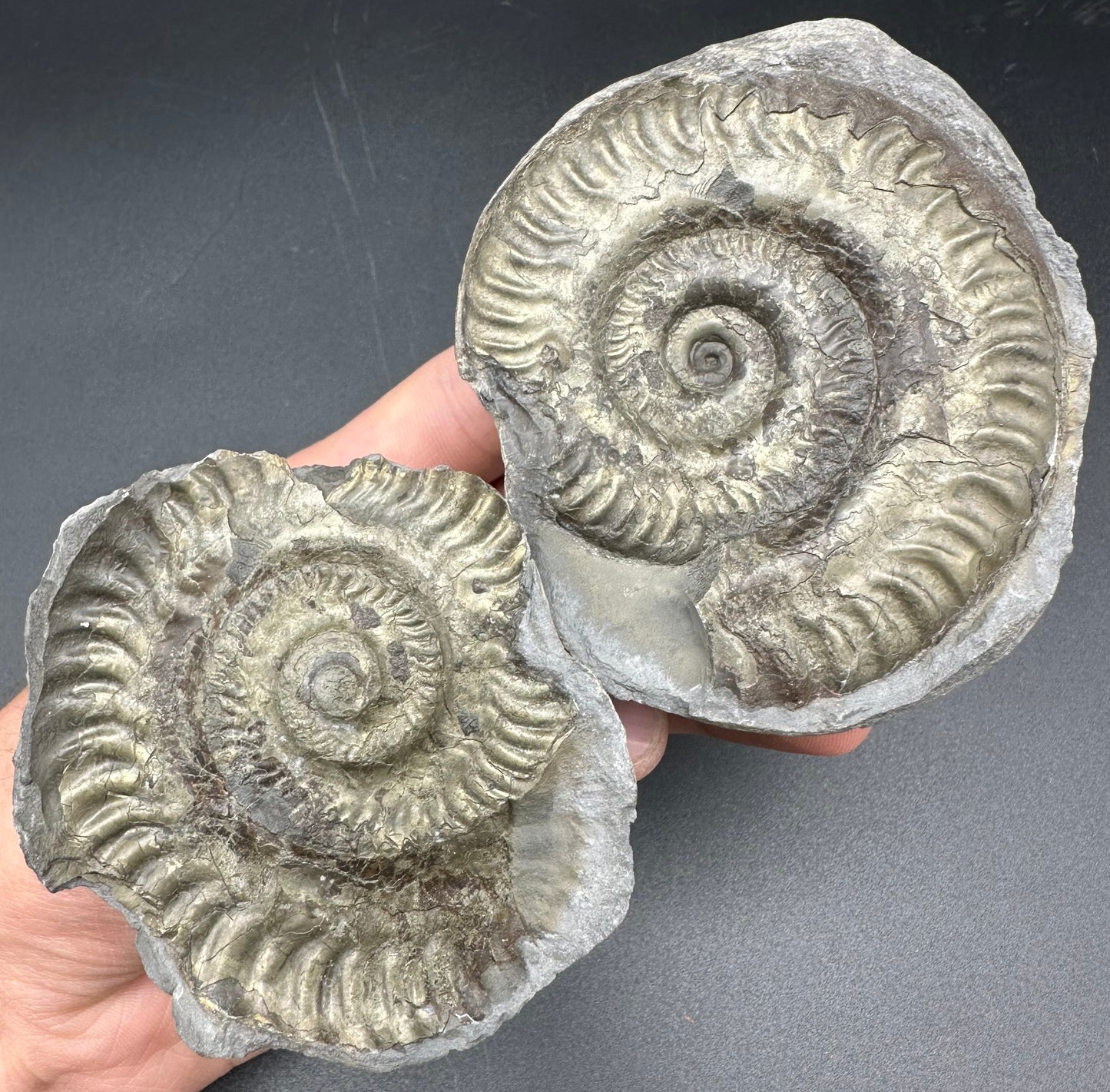 Golden Iron Pyrite Hildoceras lusitanicum Ammonite Nodule (split pair) Fossil With Box And Stand - Whitby, North Yorkshire Jurassic Coast Yorkshire Fossils