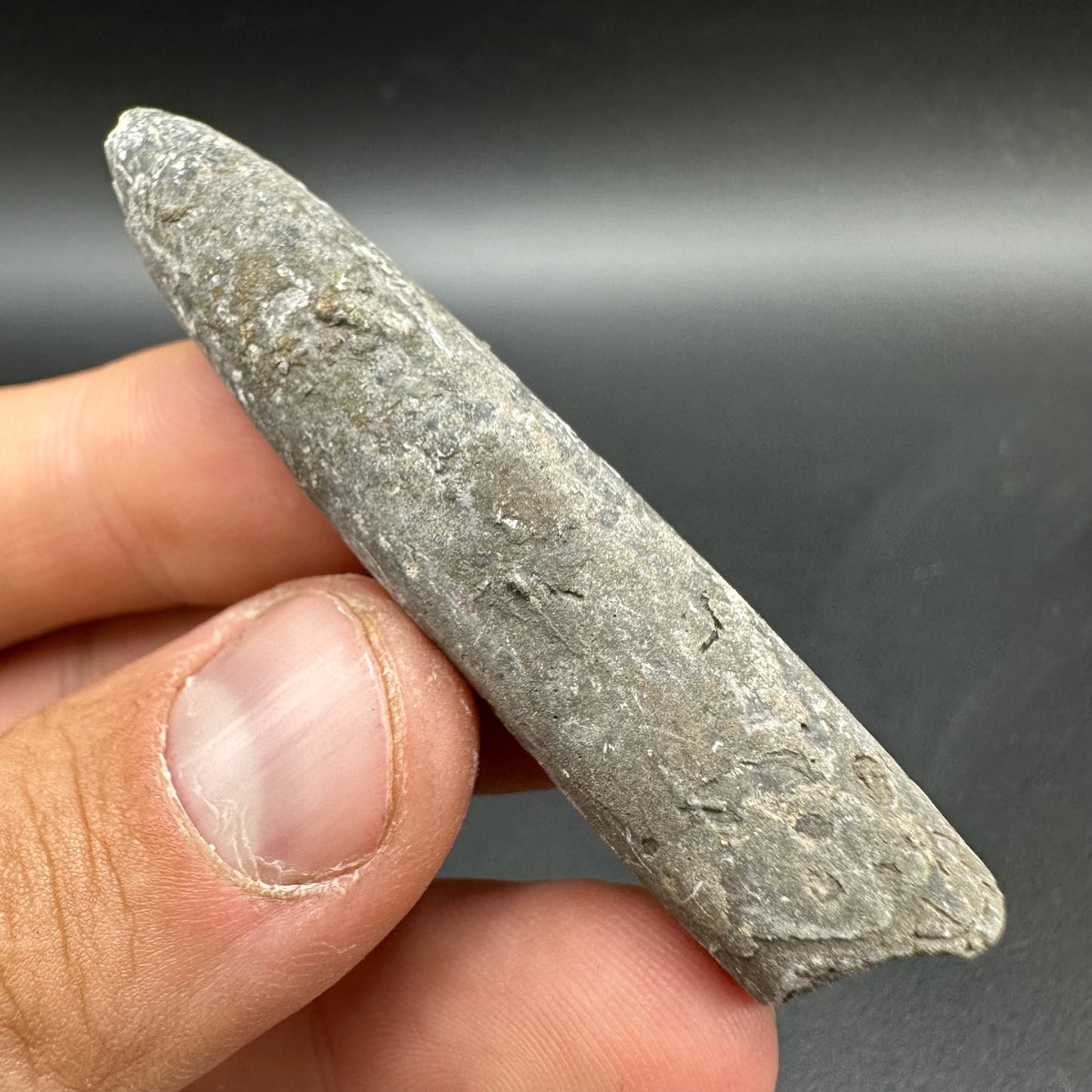 Belemnite (Fossil Squid) shell fossil - Whitby, North Yorkshire Jurassic Coast Yorkshire Fossils