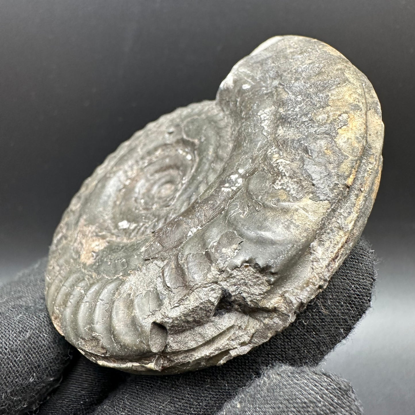 Hildoceras lusitanicum Ammonite fossil with box and stand - Whitby, North Yorkshire, Jurassic Coast, Yorkshire Fossils from the Jurassic Coast
