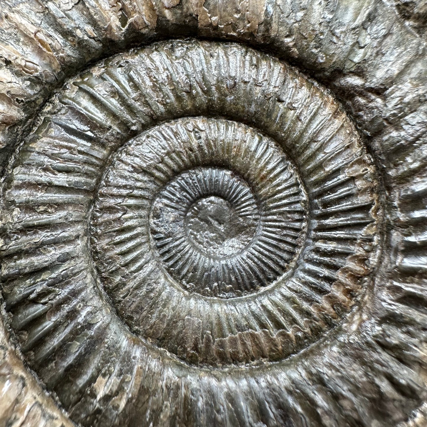 Dactylioceras Ammonite Fossil With Box And Stand - Whitby, North Yorkshire Jurassic Coast Yorkshire Fossils