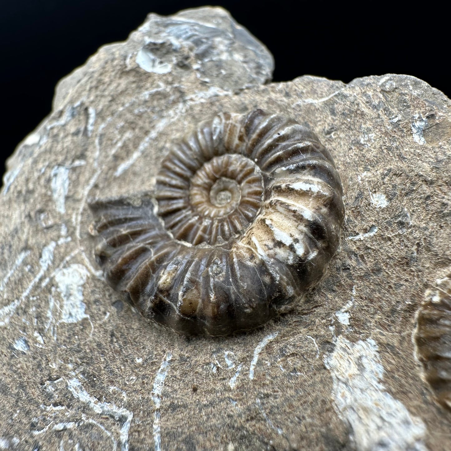Androgynoceras capricornus Ammonite fossil with box and stand - Whitby, North Yorkshire Jurassic Coast Yorkshire Fossils