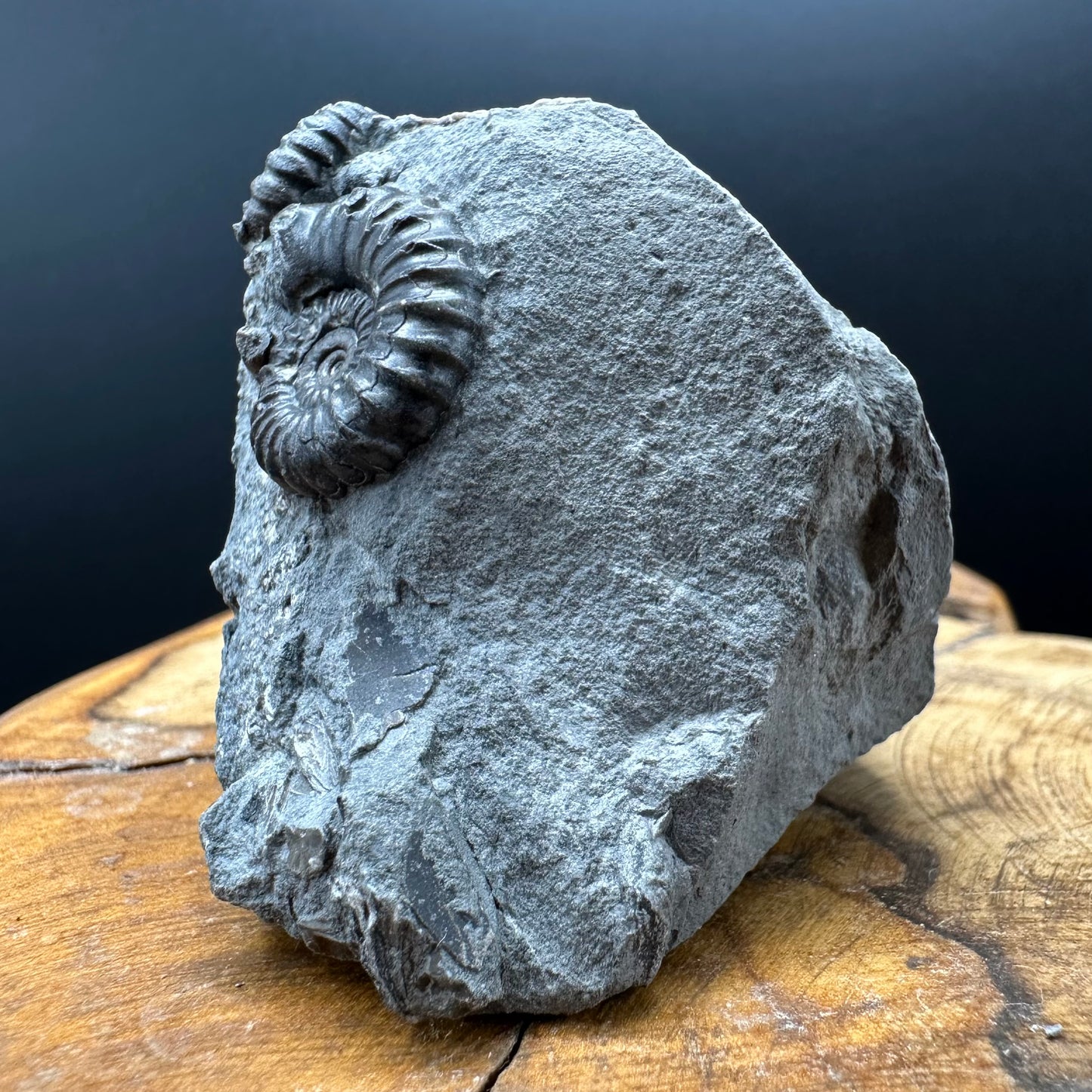 Promicroceras Ammonite shell fossil with box and stand - Whitby, North Yorkshire Jurassic Coast Yorkshire Fossils