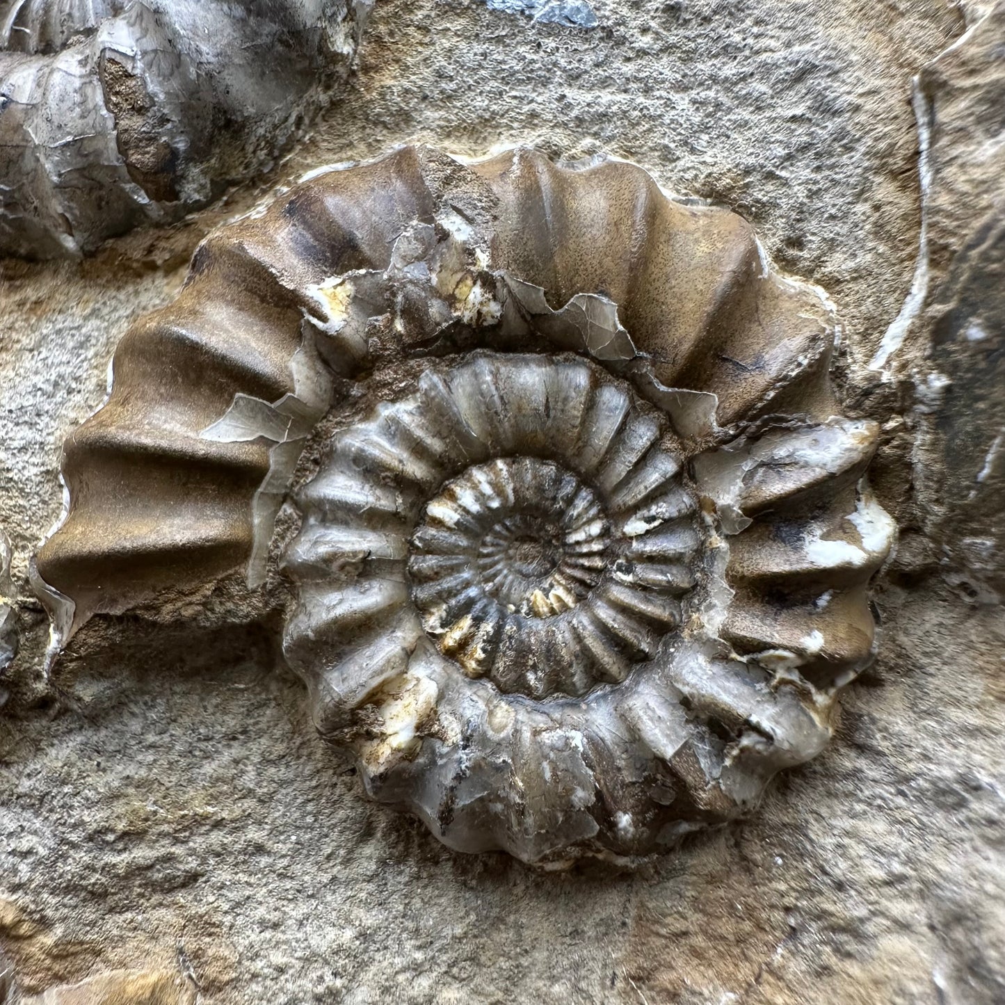 Androgynoceras capricornus Ammonite Fossil With Stand - Whitby, North Yorkshire Jurassic Coast Yorkshire Fossils