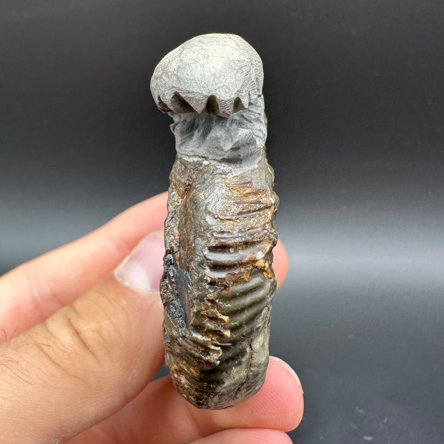 Snakestone Ammonite Fossil With Bag/Box And Stand - Whitby, North Yorkshire Jurassic Coast Yorkshire Fossils