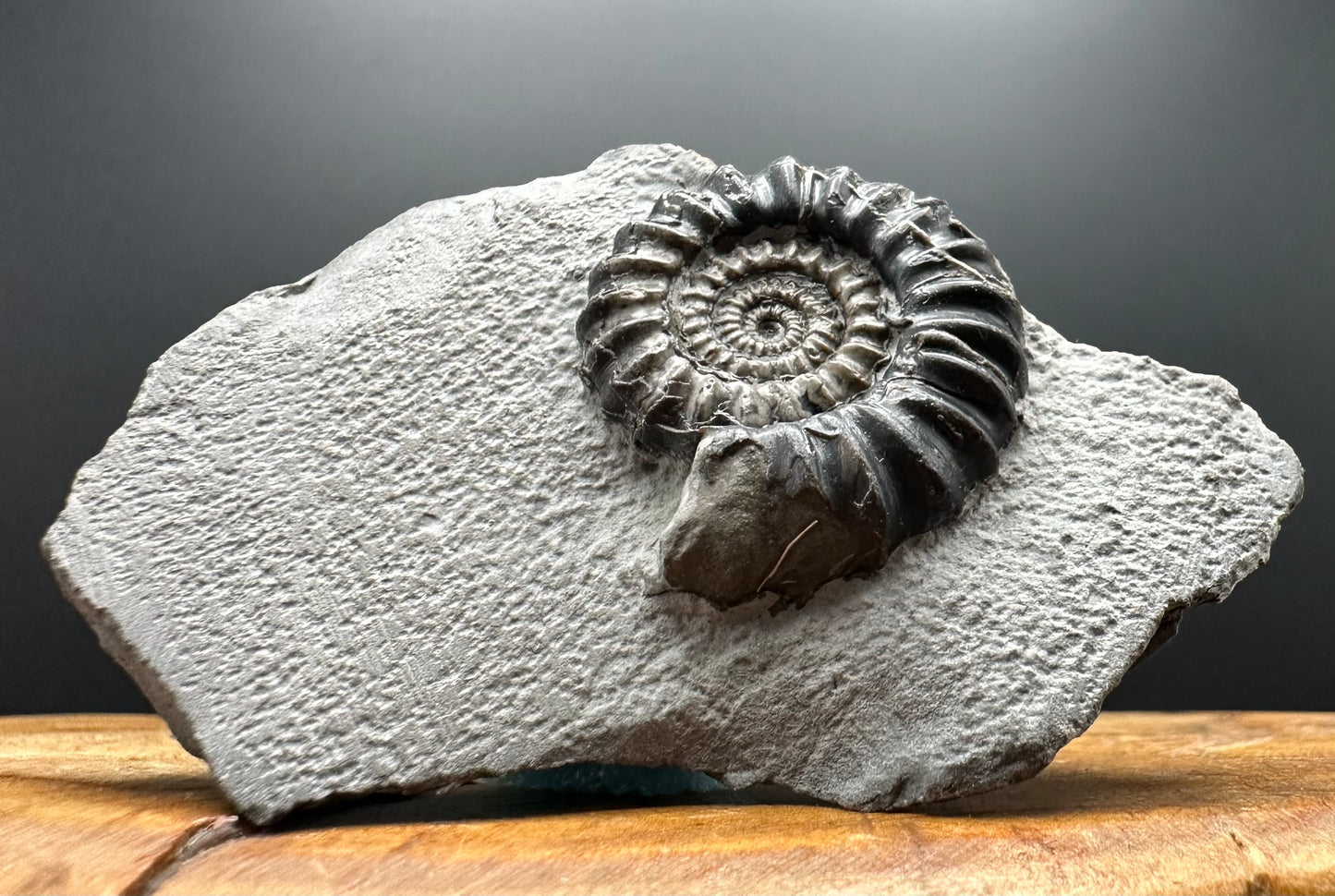 Gagaticeras Ammonite fossil with box and stand - Whitby, North Yorkshire Jurassic Coast Yorkshire Fossils
