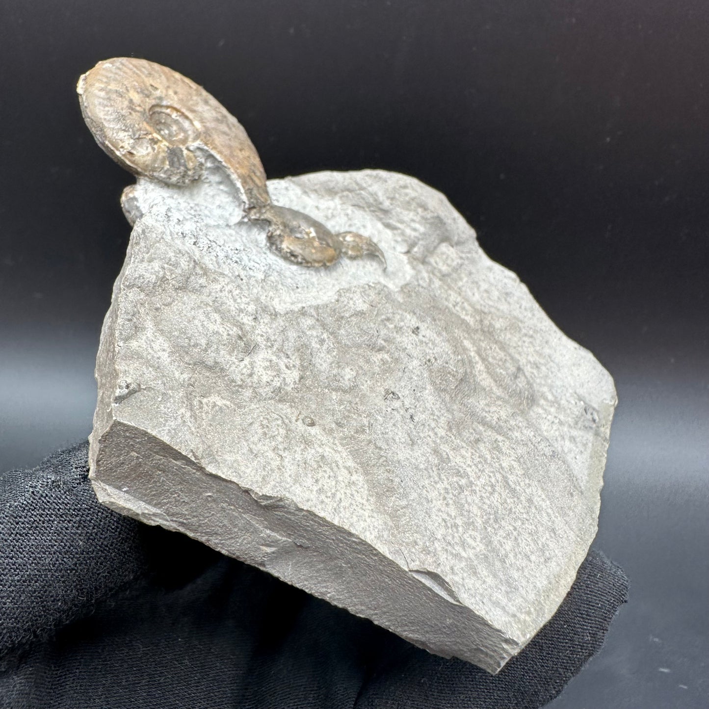 Eleganticeras Elegantulum ammonite fossil with stand - Whitby, North Yorkshire Jurassic Coast, Yorkshire Fossils