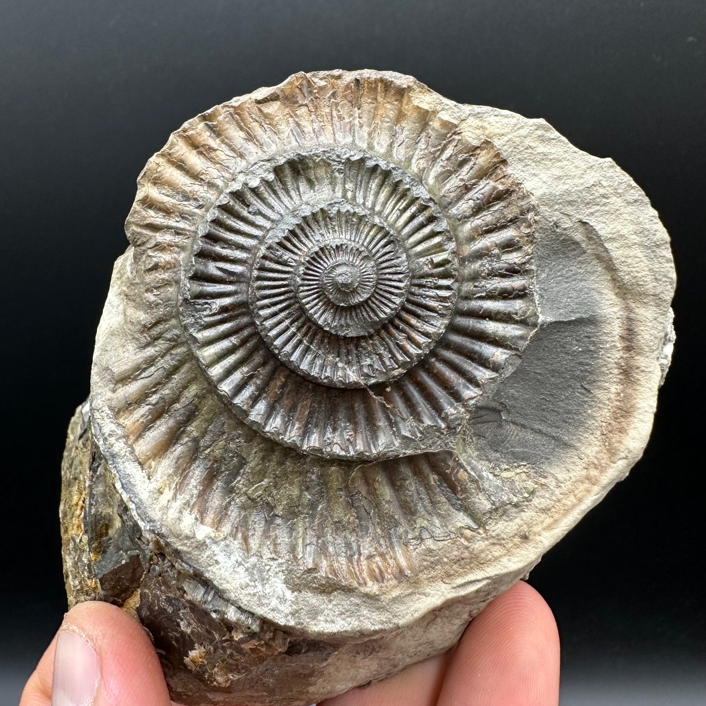 Dactylioceras Ammonite nodule (split pair) Fossil With Stand - Whitby, North Yorkshire Jurassic Coast Yorkshire Fossils