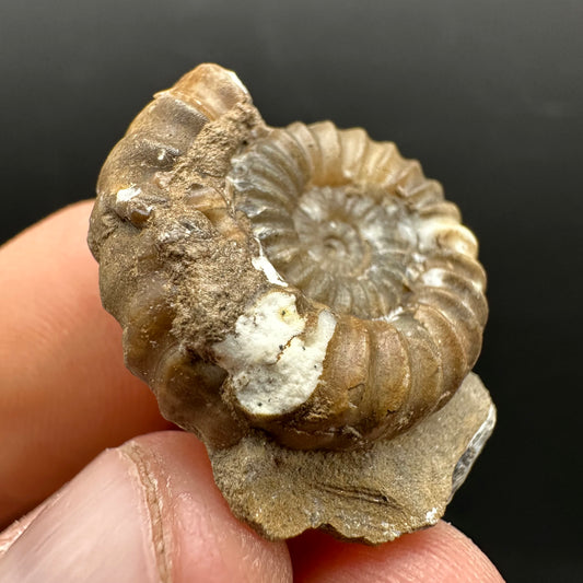 Androgynoceras capricornus Ammonite Fossil With Stand - Whitby, North Yorkshire Jurassic Coast Yorkshire Fossils