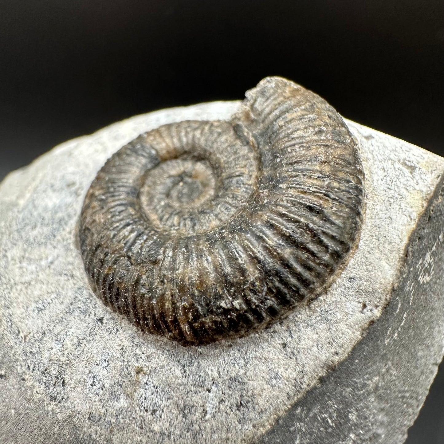 Dactylioceras Ammonite Fossil With Box And Stand - Whitby, North Yorkshire Jurassic Coast Yorkshire Fossils