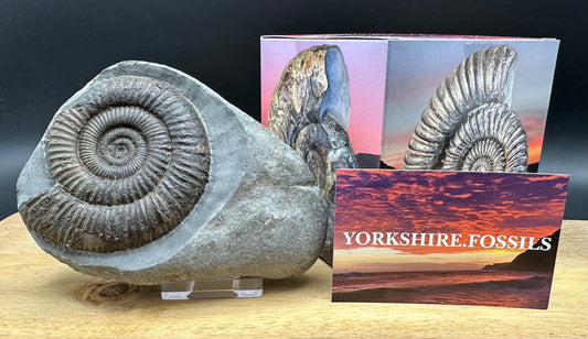 Dactylioceras Ammonite Fossil With box and Stand - Whitby, North Yorkshire Jurassic Coast Yorkshire Fossils