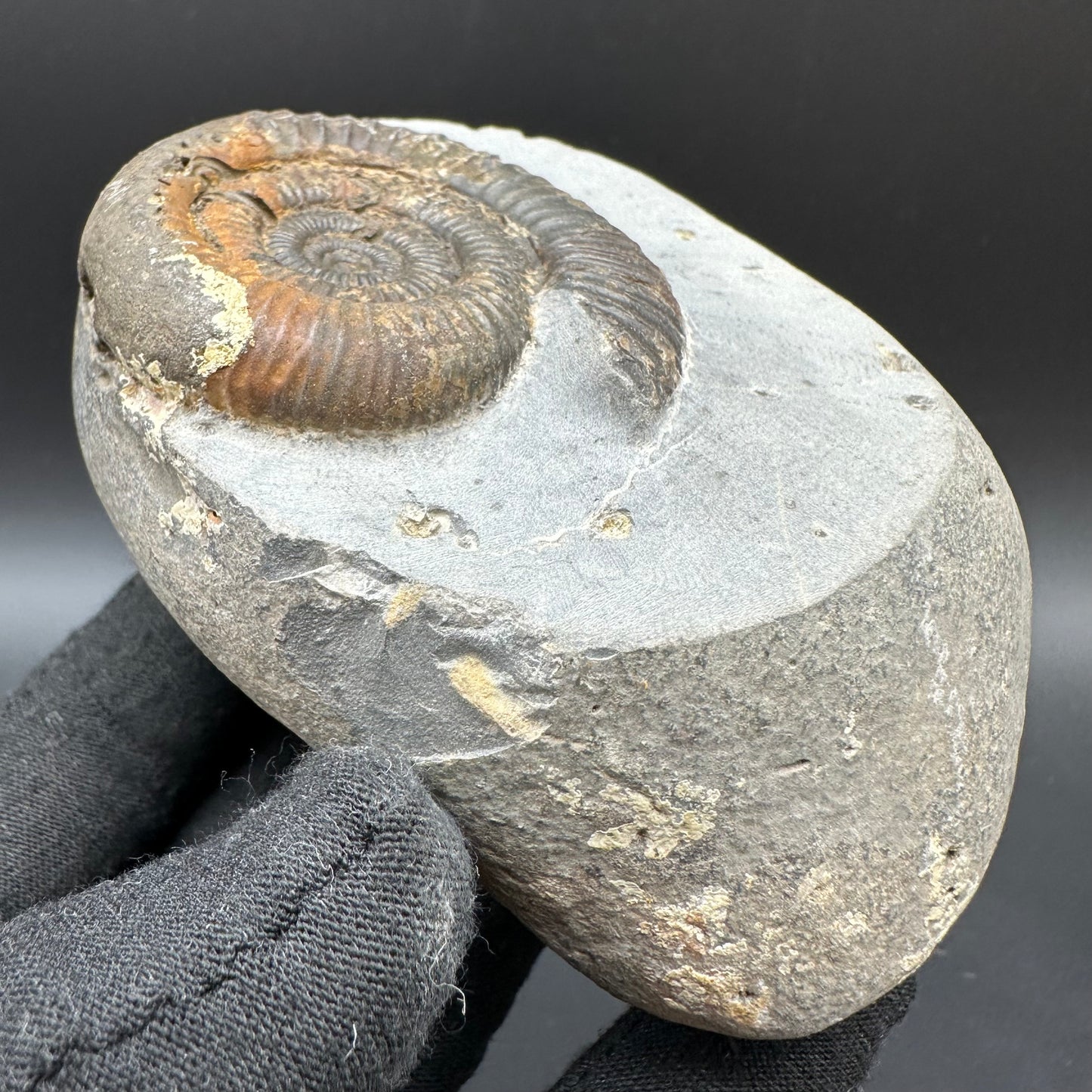 Dactylioceras Ammonite Fossil With Box And Stand - Whitby, North Yorkshire Jurassic Coast Yorkshire Fossils