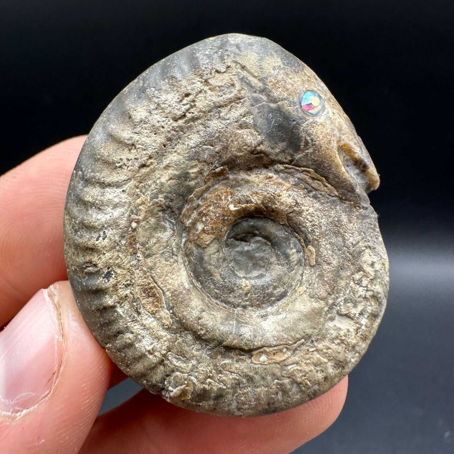 Snakestone Ammonite Fossil With Bag/Box And Stand - Whitby, North Yorkshire Jurassic Coast Yorkshire Fossils
