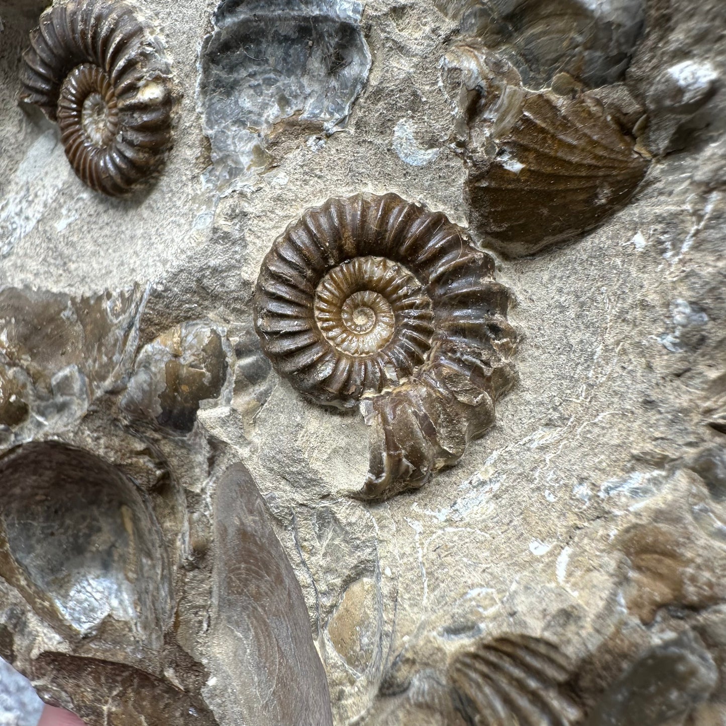 Androgynoceras Capricornus ammonite fossil - Whitby, North Yorkshire Jurassic Coast Yorkshire Fossils