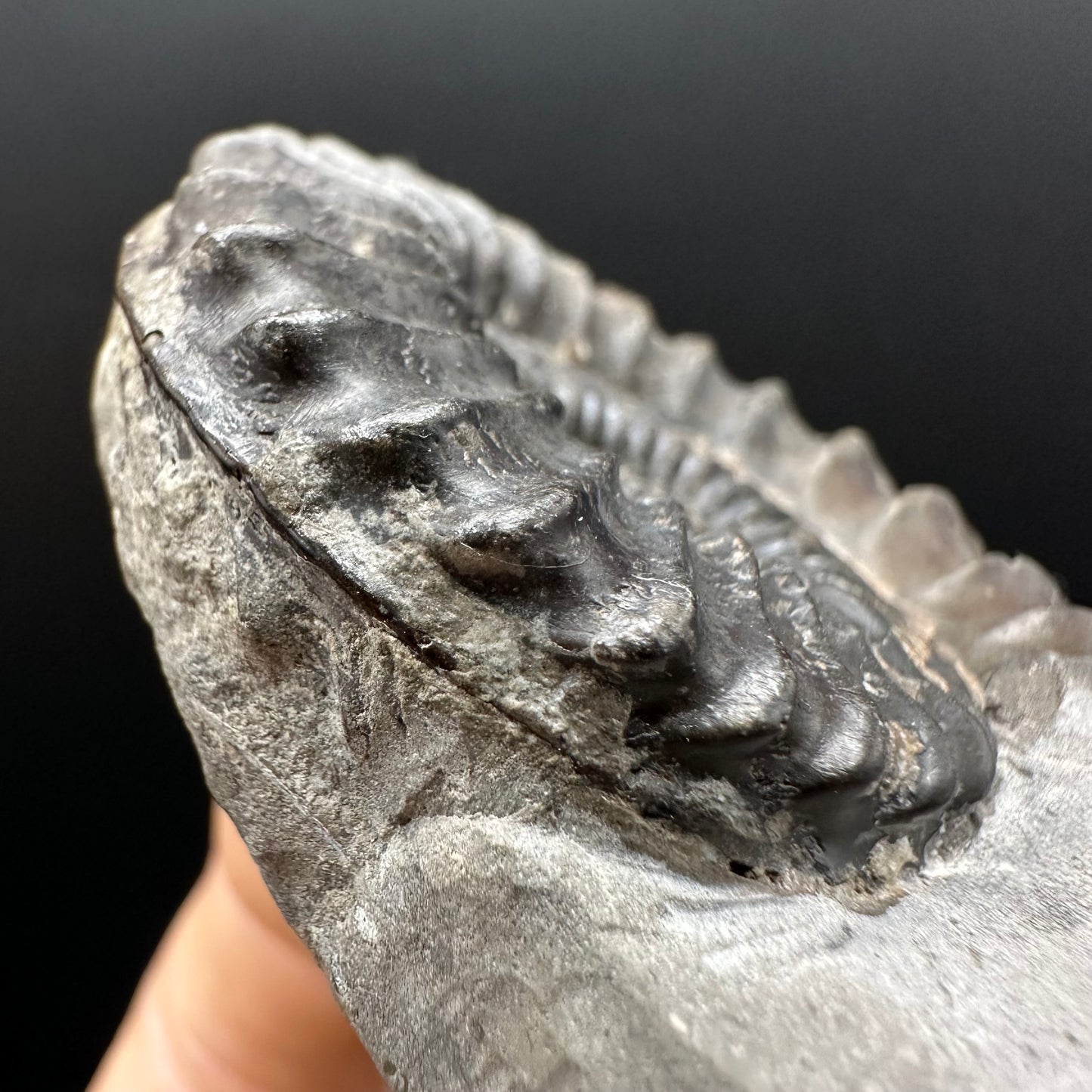 Pleuroceras hawskerense Ammonite fossil with box and stand - Whitby, North Yorkshire Jurassic Coast, Yorkshire fossils