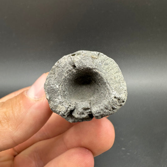 Belemnite (Fossil Squid) shell fossil - Whitby, North Yorkshire Jurassic Coast Yorkshire Fossils