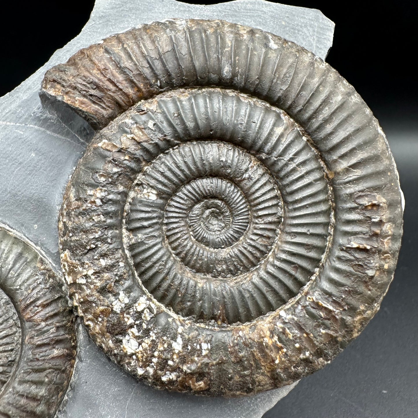 Dactylioceras Multi ammonite fossil with box and stand - Whitby, North Yorkshire Jurassic Coast, Yorkshire Fossils