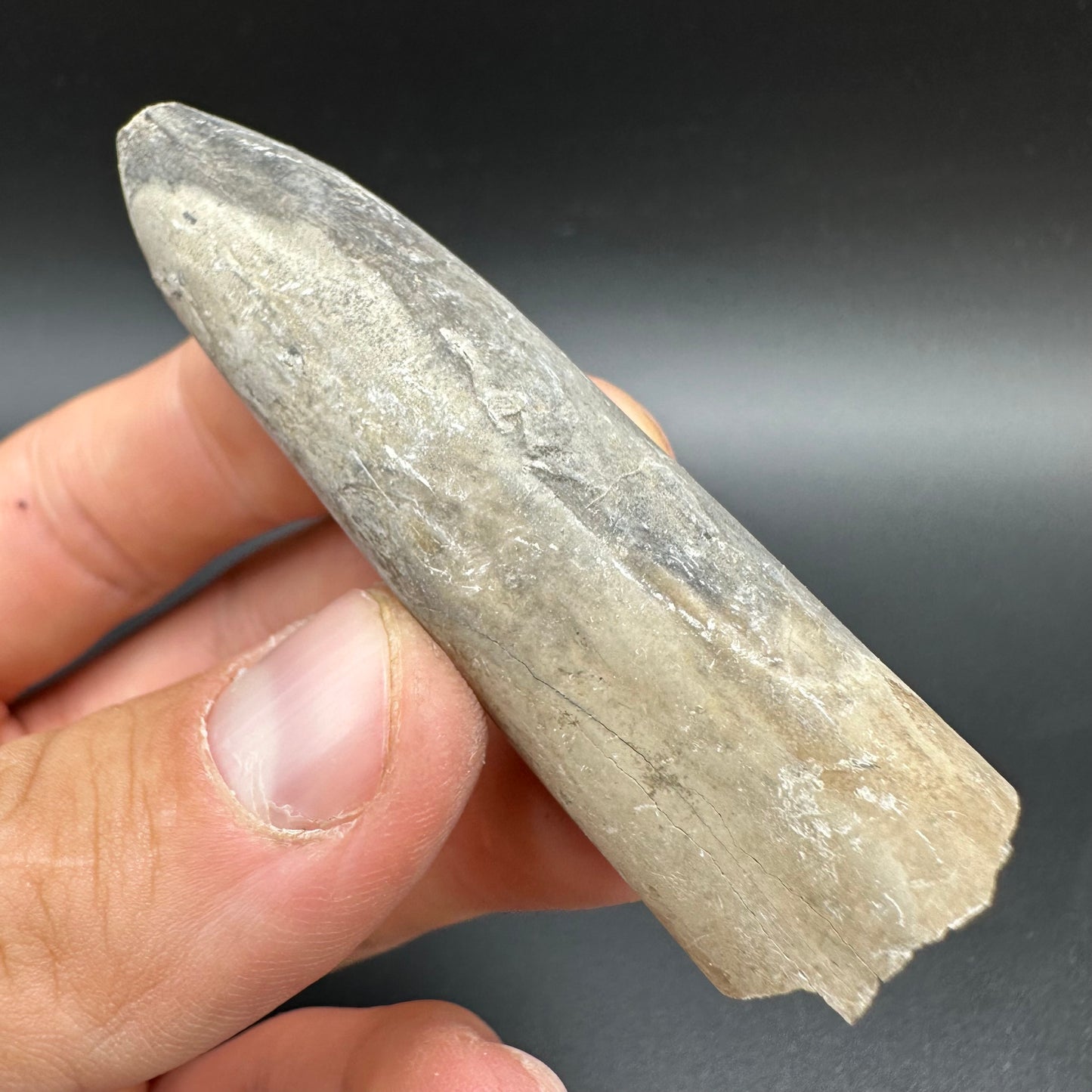 Belemnite (Fossil Squid) shell fossil - Whitby, North Yorkshire Jurassic Coast Yorkshire Fossils