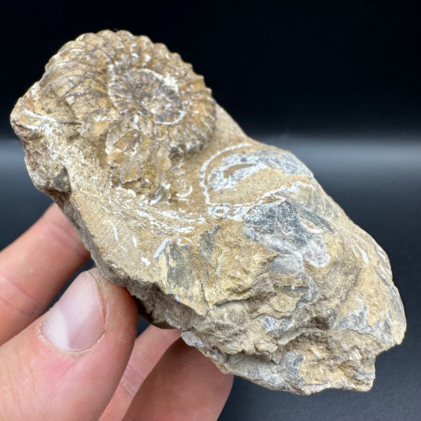 Androgynoceras capricornus Ammonite fossil with box and stand - Whitby, North Yorkshire Jurassic Coast Yorkshire Fossils