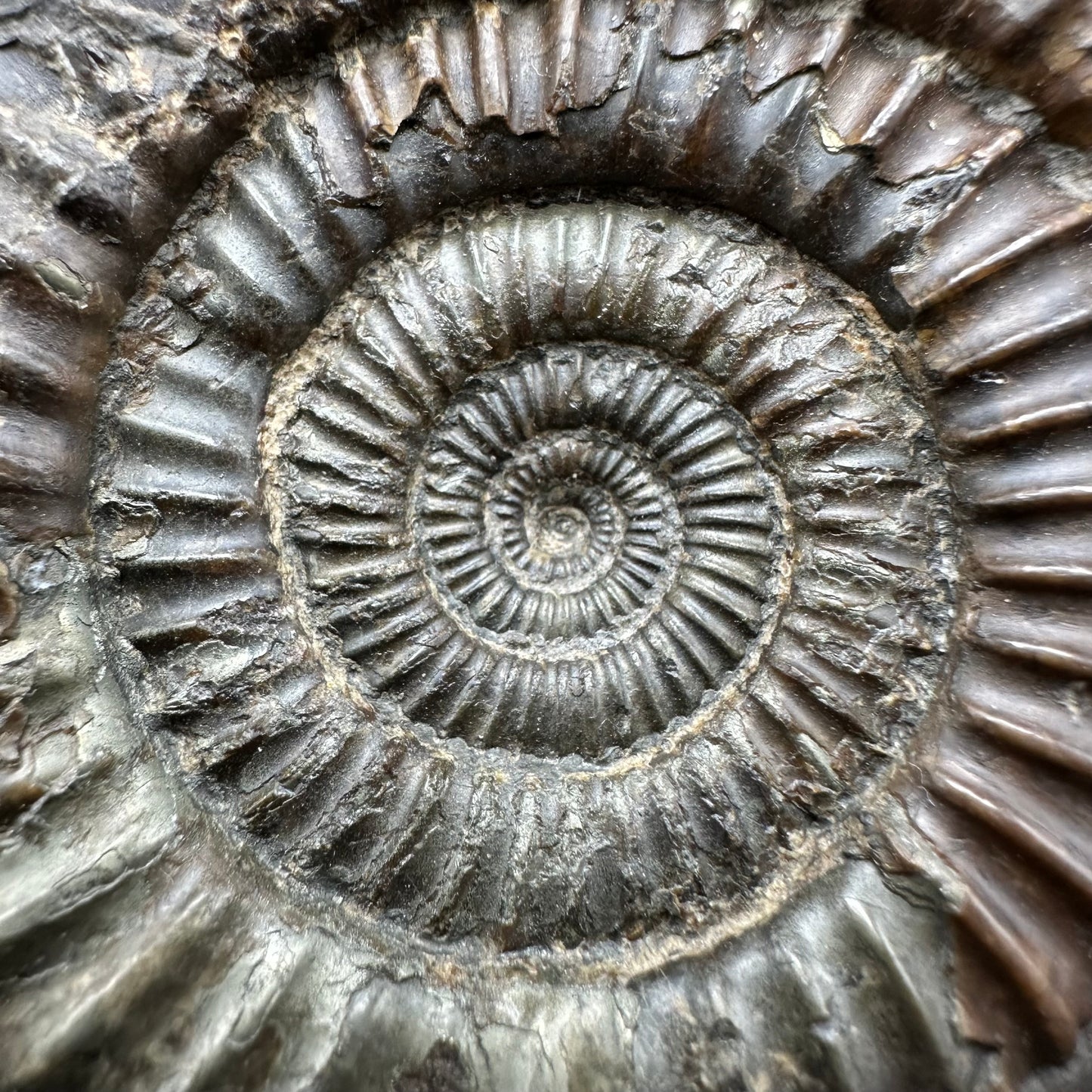 Dactylioceras Ammonite Fossil With Box And Stand - Whitby, North Yorkshire Jurassic Coast Yorkshire Fossils