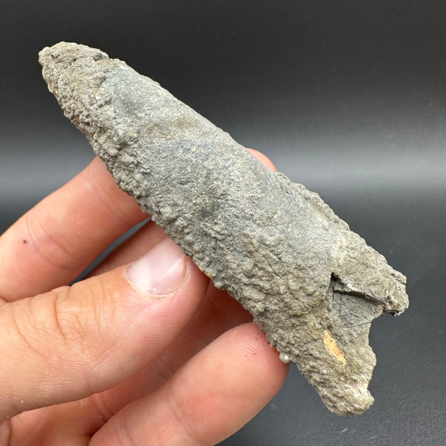 Belemnite (Fossil Squid) shell fossil - Whitby, North Yorkshire Jurassic Coast Yorkshire Fossils