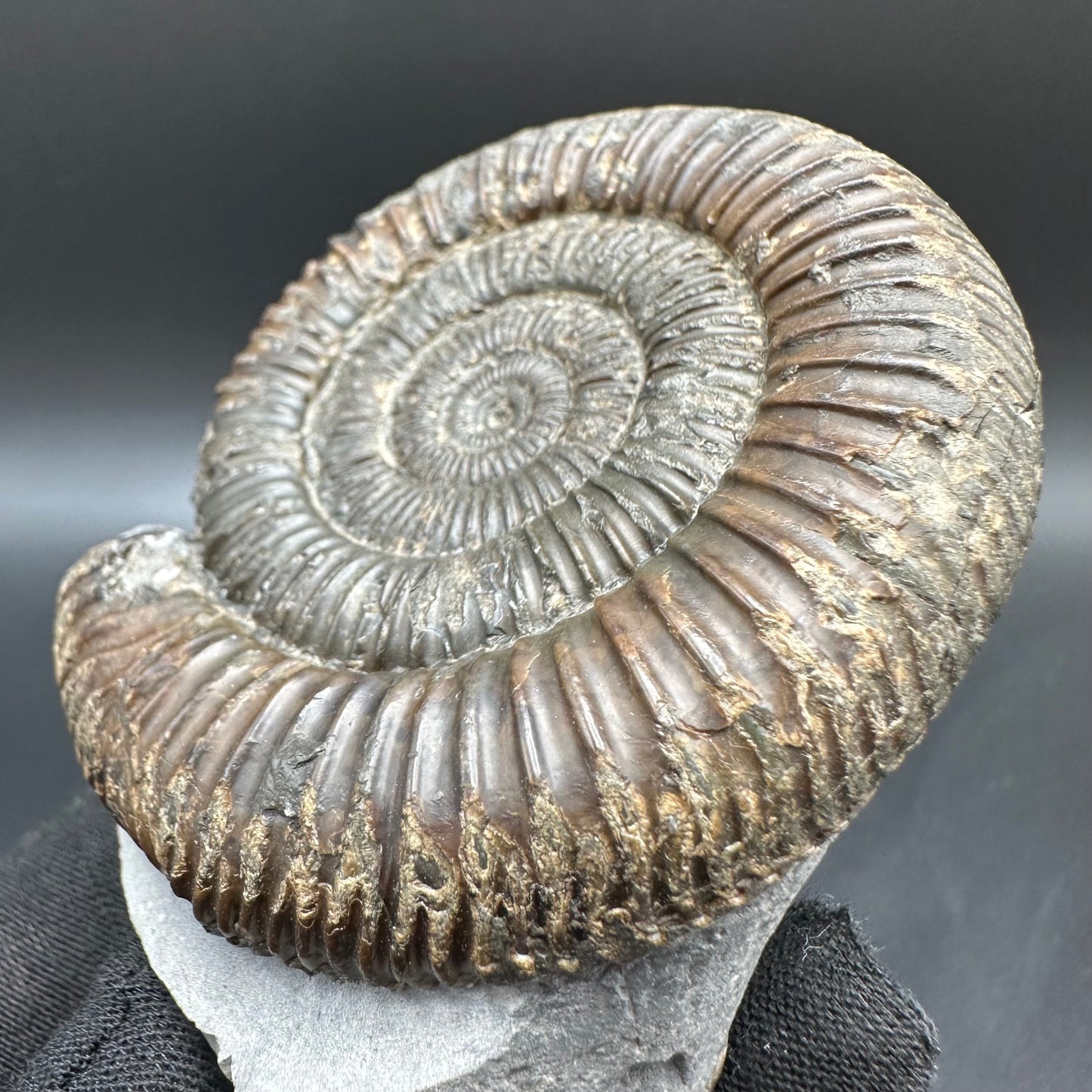 Dactylioceras Ammonite Fossil With Box And Stand - Whitby, North Yorkshire Jurassic Coast Yorkshire Fossils