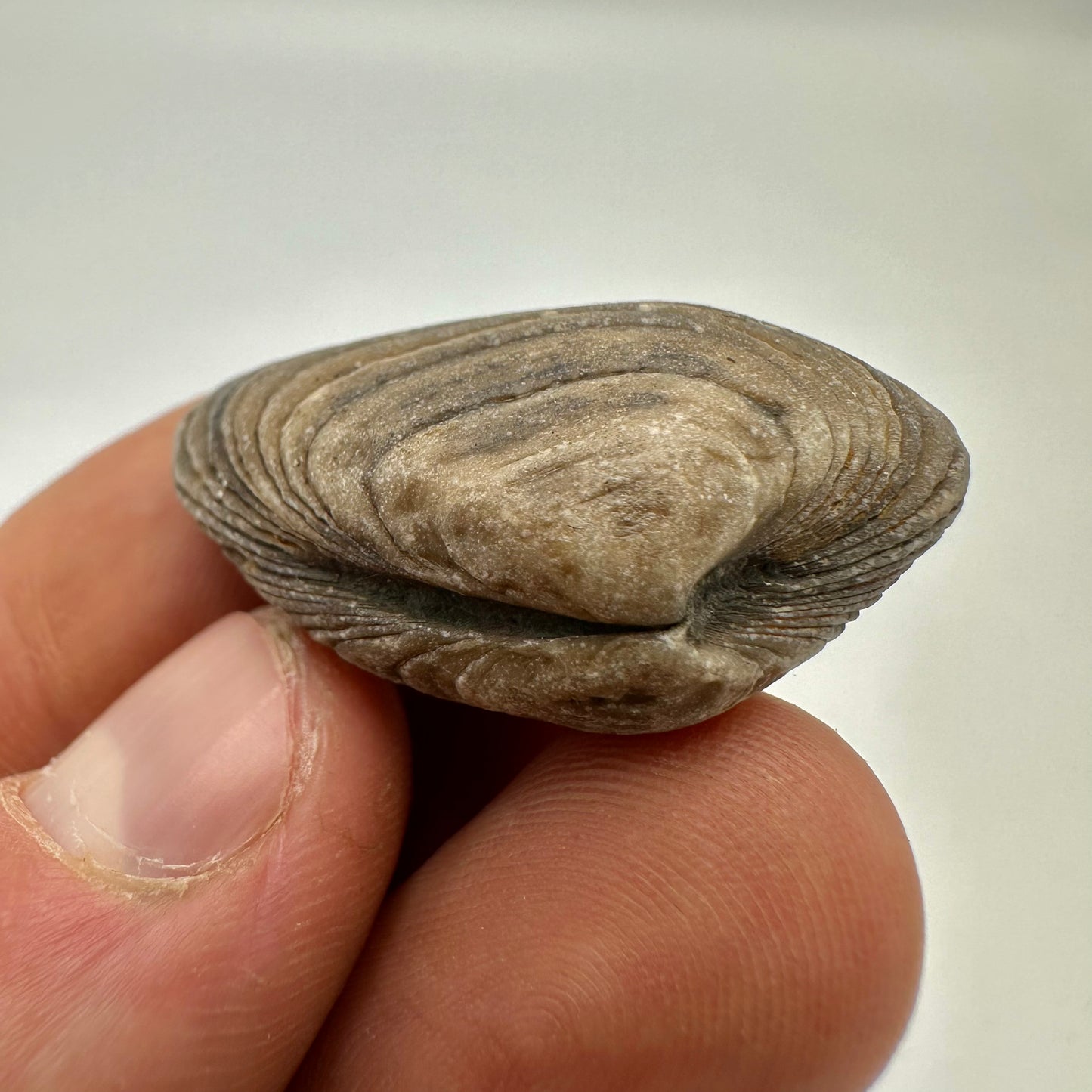 Cardinia Shell fossil - Whitby, North Yorkshire