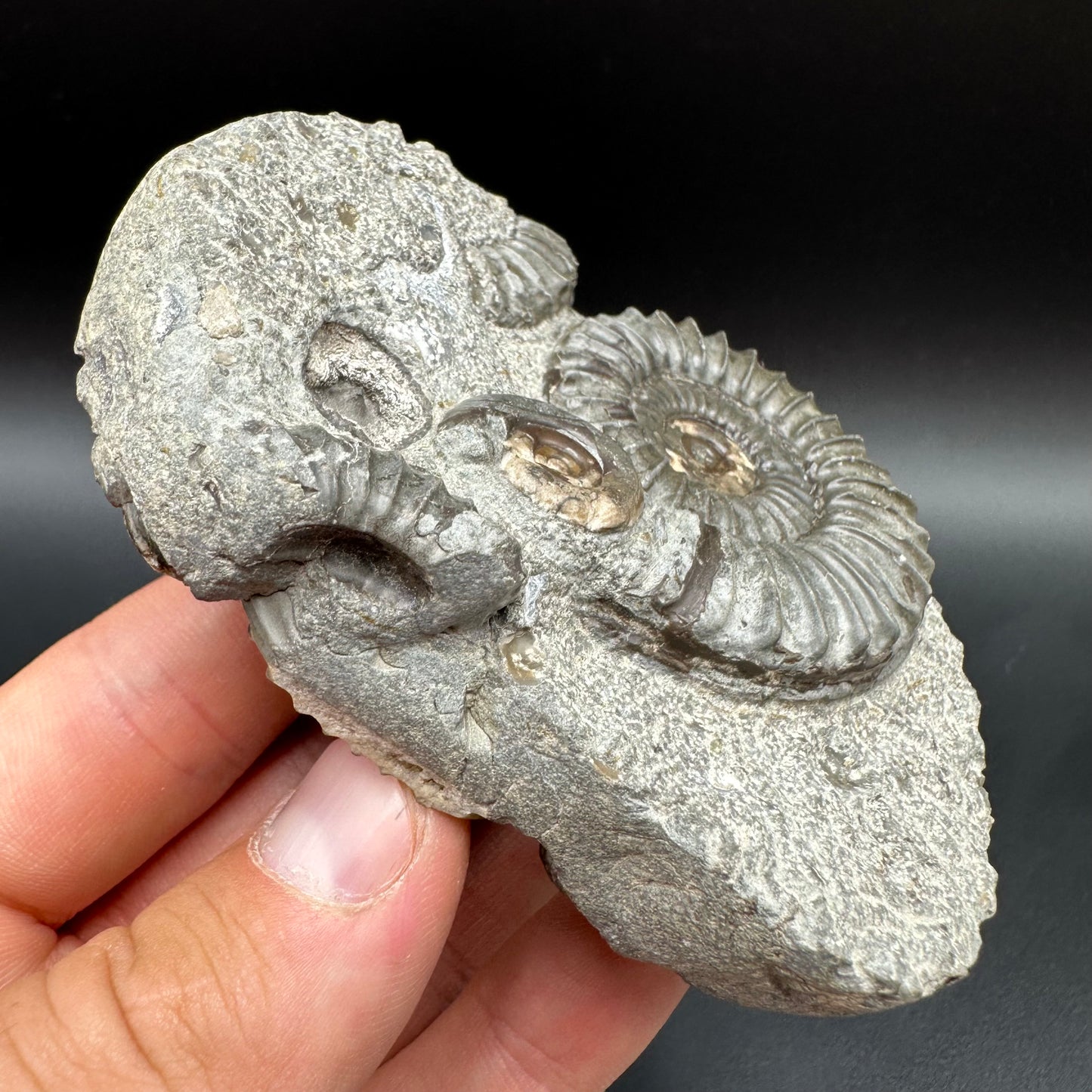 Arnioceras ammonite shell fossil with box and stand - Whitby, North Yorkshire Jurassic Coast Yorkshire Fossils